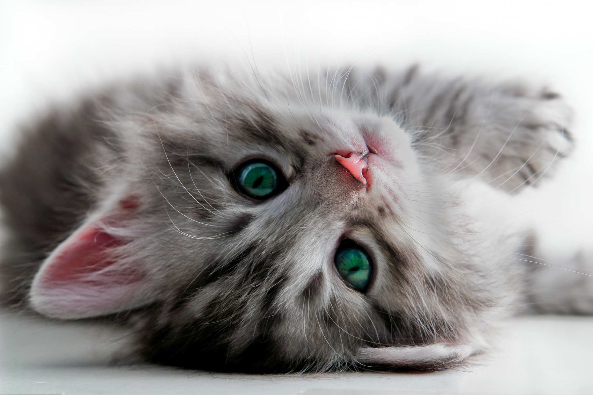 Close-up of a fluffy gray kitten with green eyes HD Wallpaper