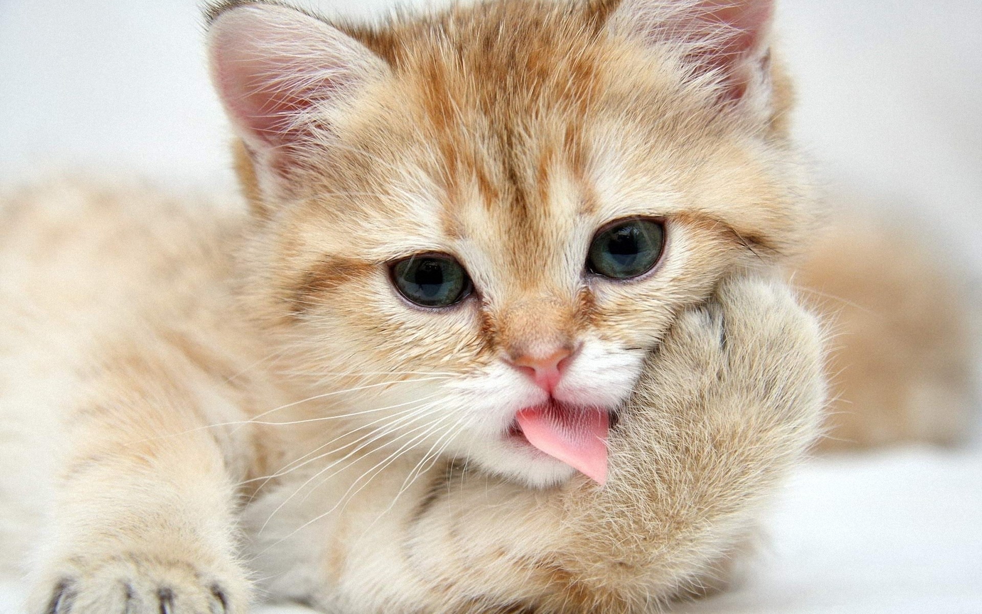 Cute ginger kitten licking its paw HD Wallpaper