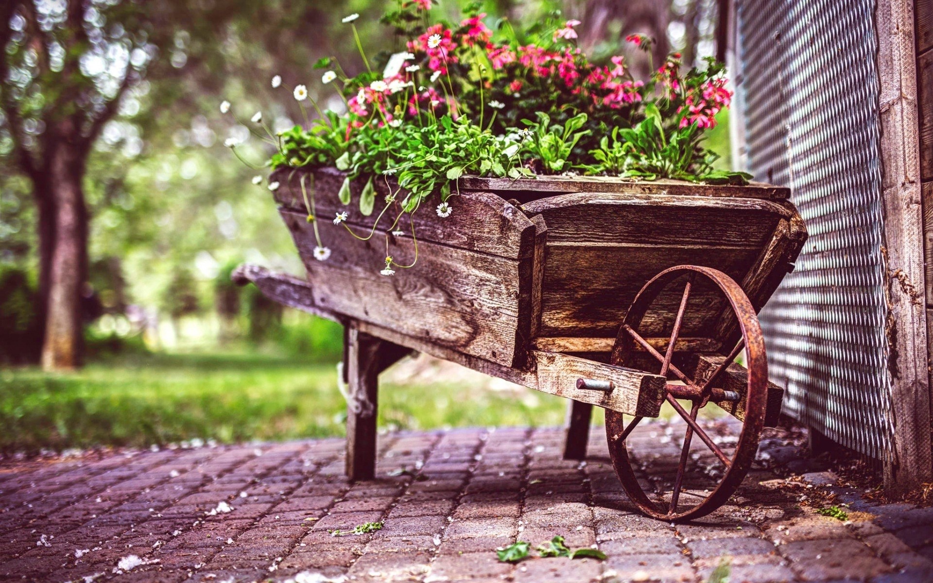 Vintage wooden wheelbarrow filled with flowers HD Wallpaper
