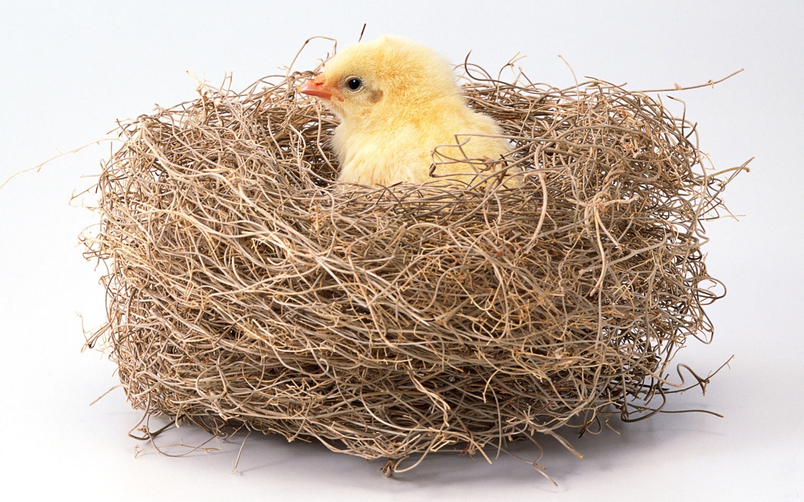 A yellow chick sits in a nest HD Wallpaper