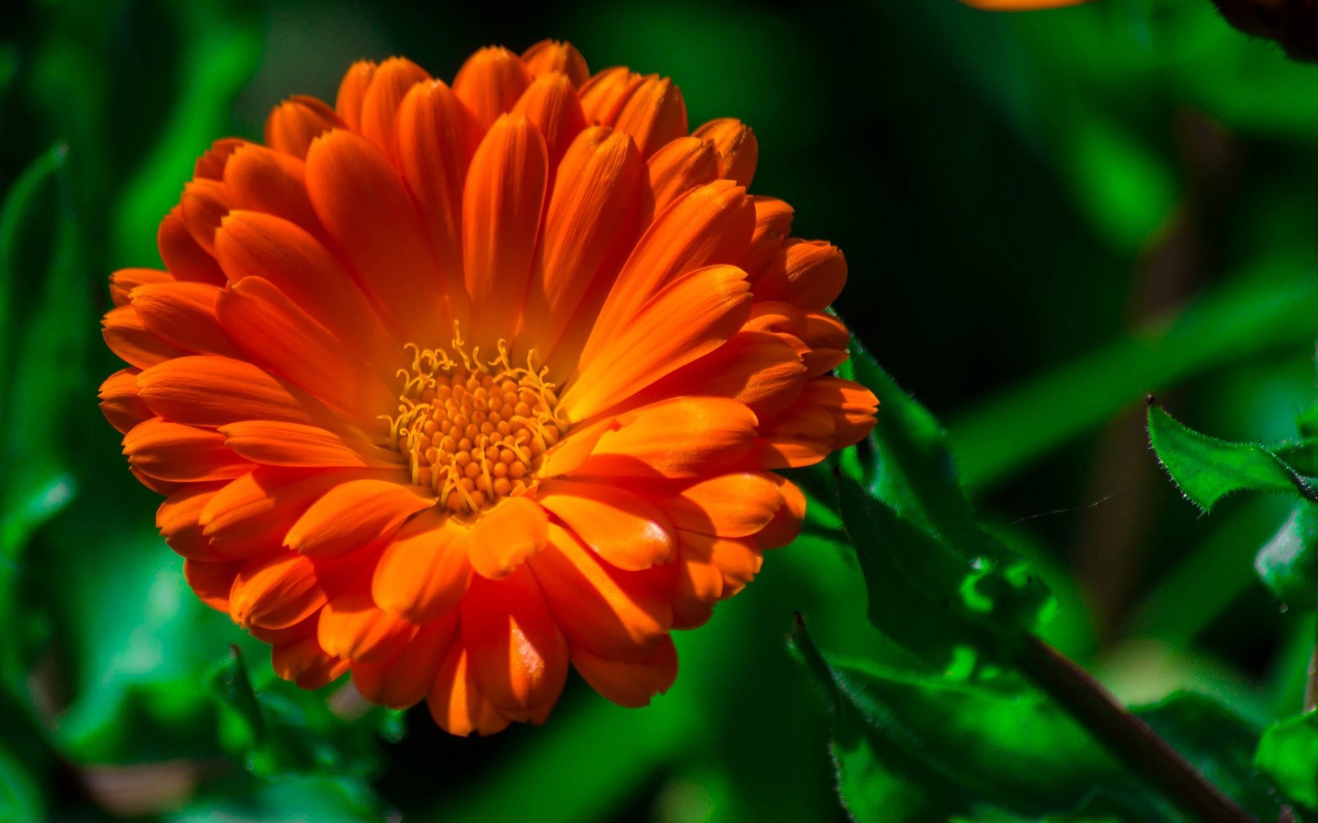 Close-up of an orange calendula flower HD Wallpaper
