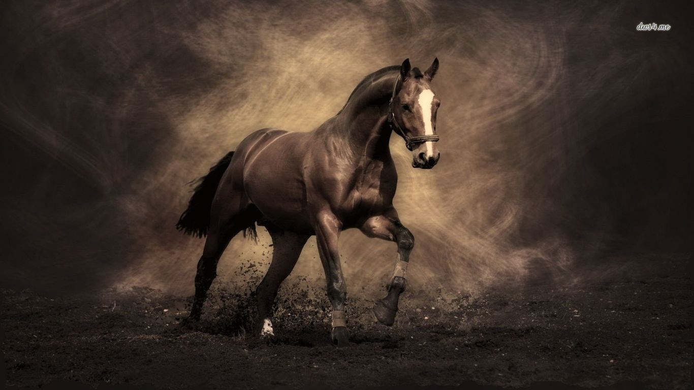 Brown horse running in dirt HD Wallpaper