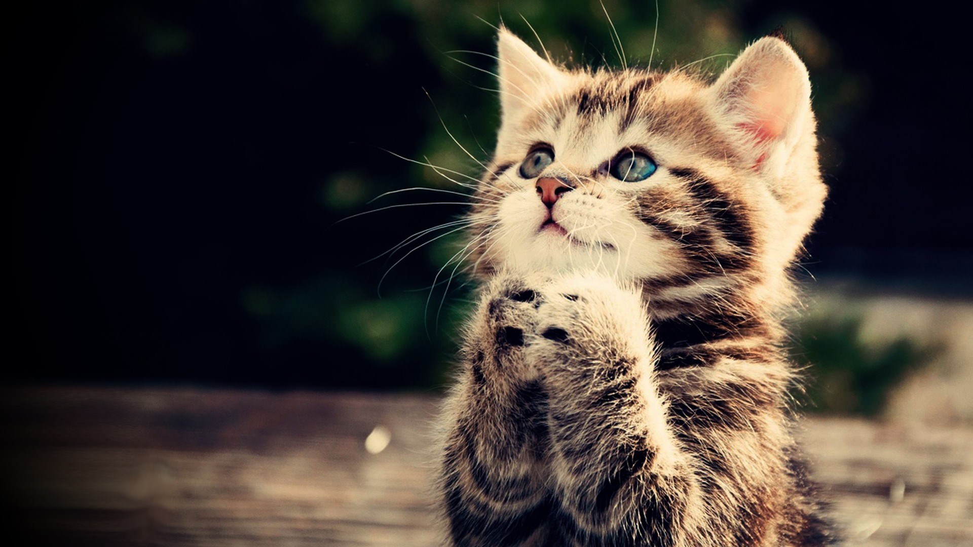 Kitten praying with blue eyes HD Wallpaper