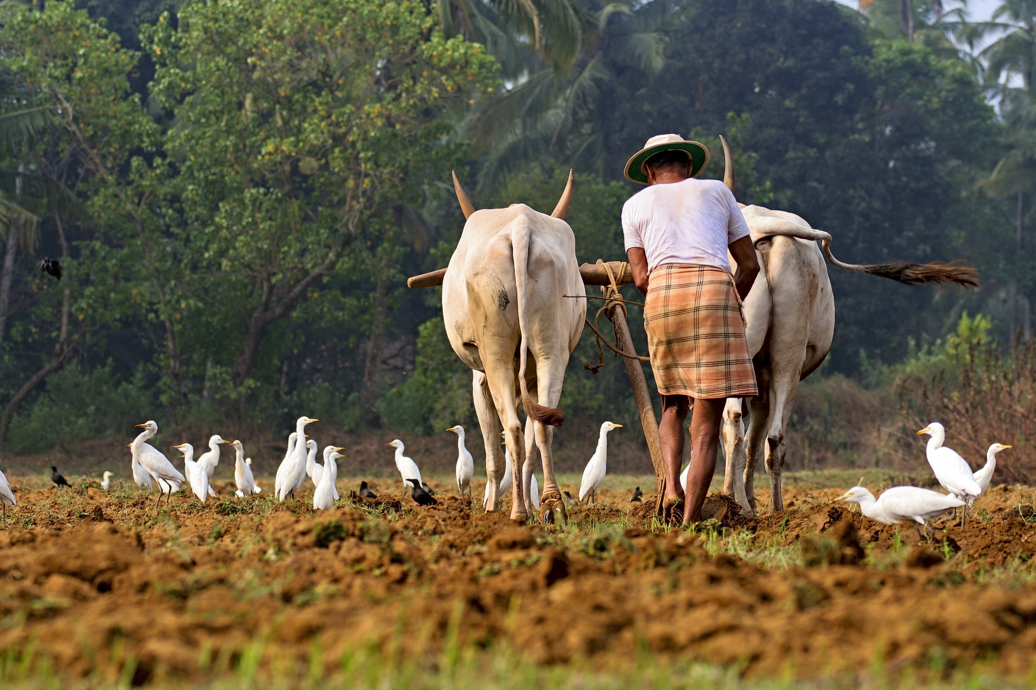 Farmer plows field with oxen and egrets HD Wallpaper