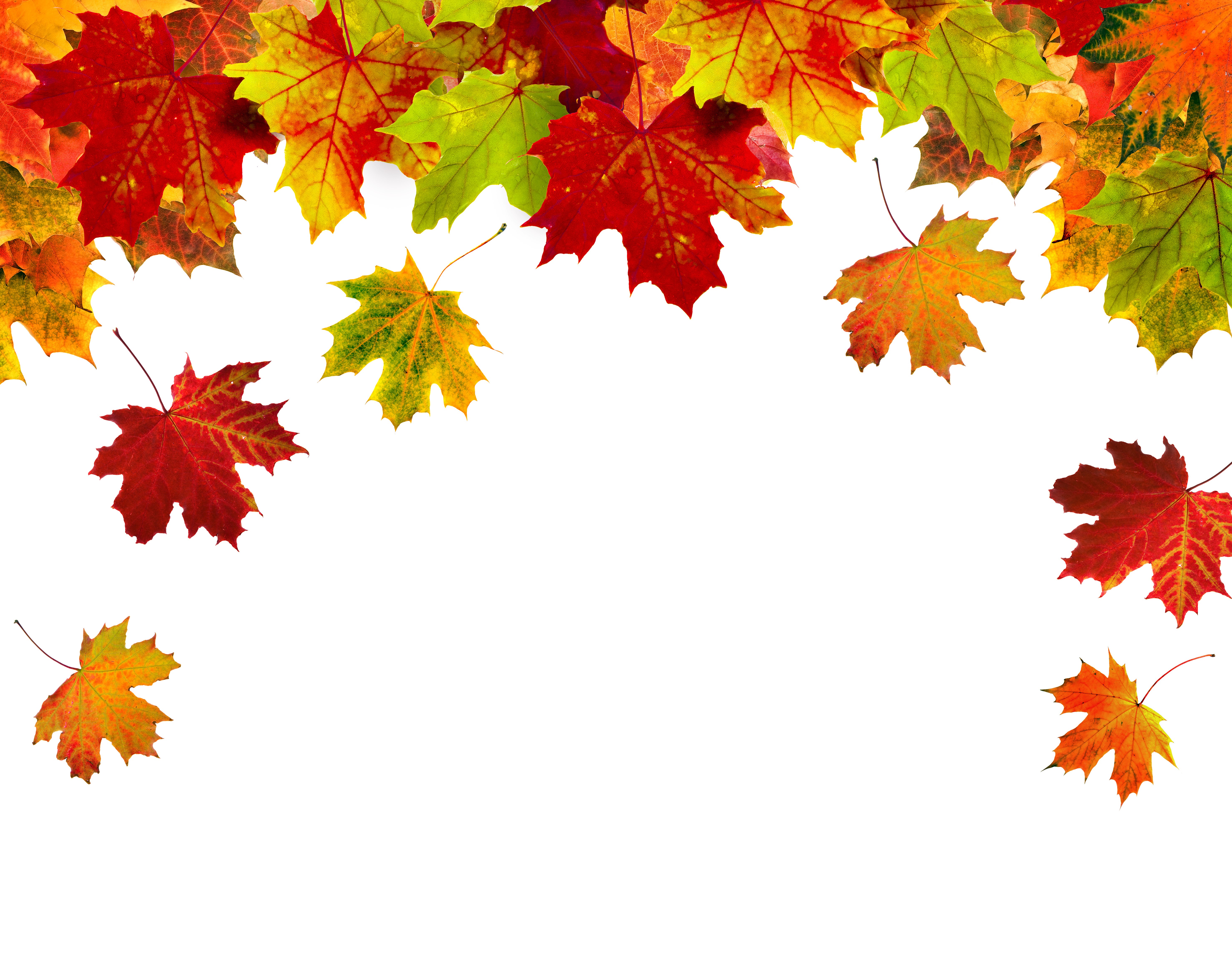 Colorful Autumn Maple Leaves Border HD Wallpaper