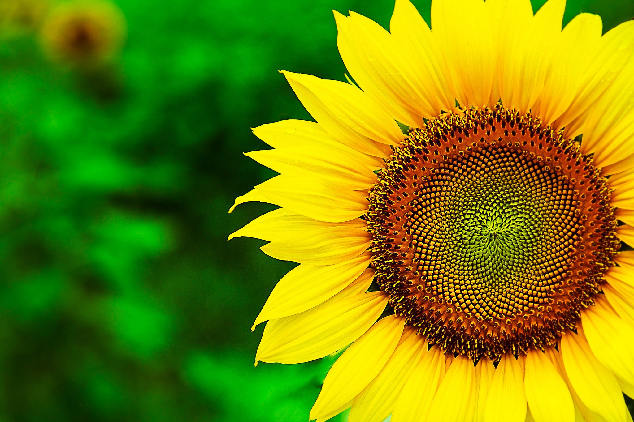 Close-up of a bright yellow sunflower HD Wallpaper