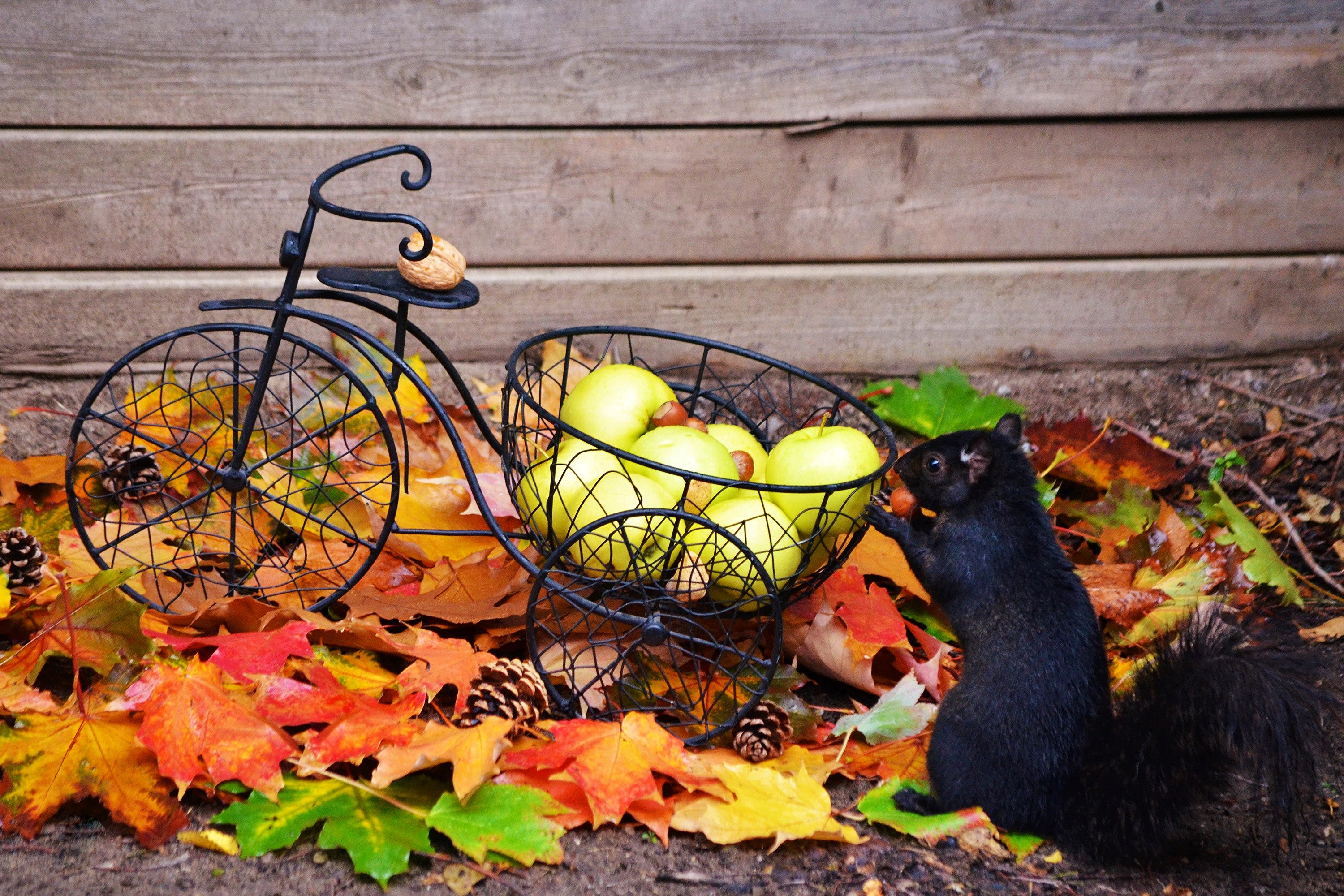 Black squirrel with apples and bicycle decoration HD Wallpaper
