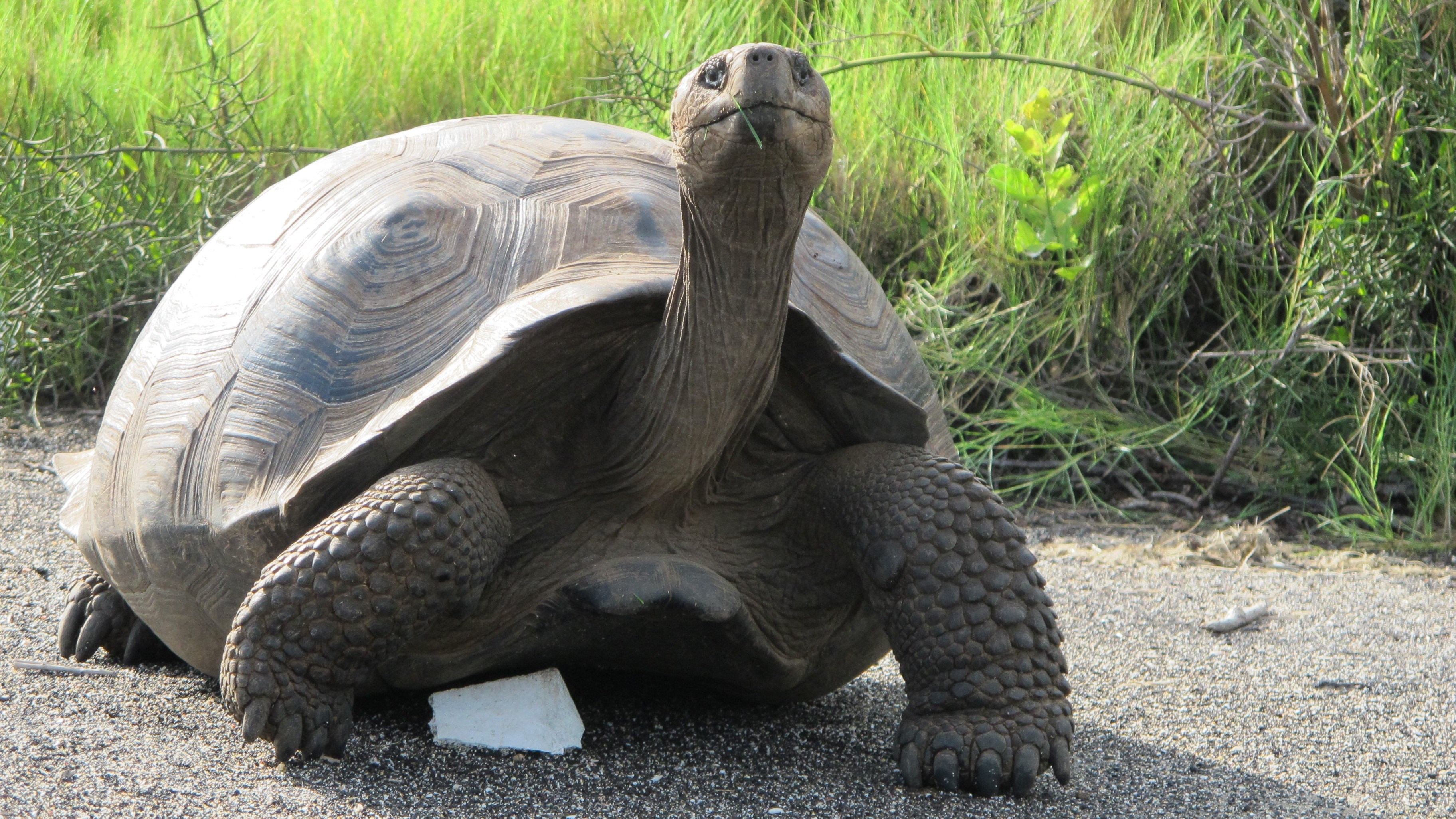 Giant tortoise in a natural habitat HD Wallpaper