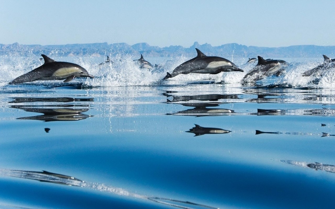 Dolphins leaping from the ocean with mountains in the background HD Wallpaper