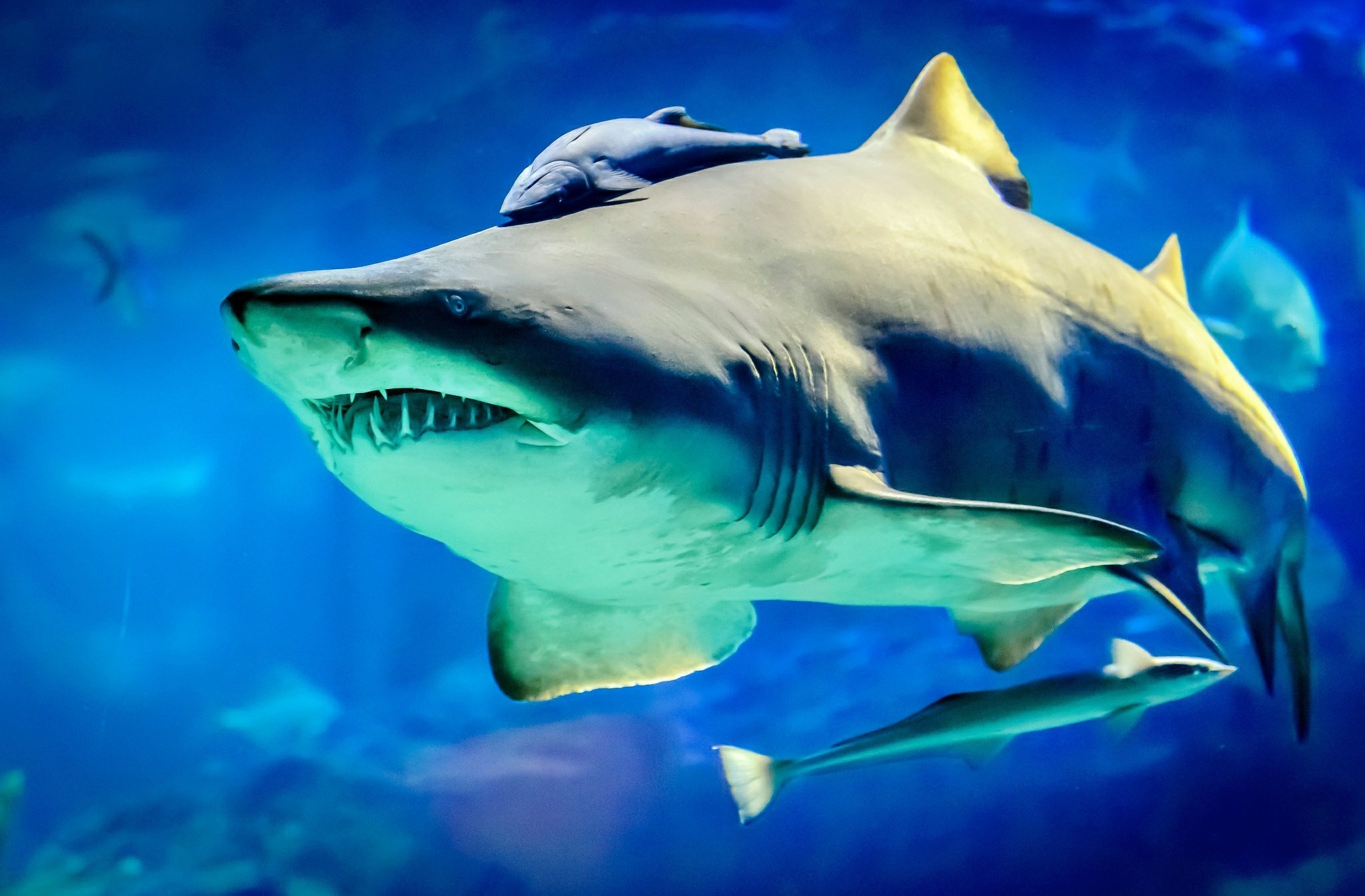 Shark with a Remora on its head swimming in blue water HD Wallpaper