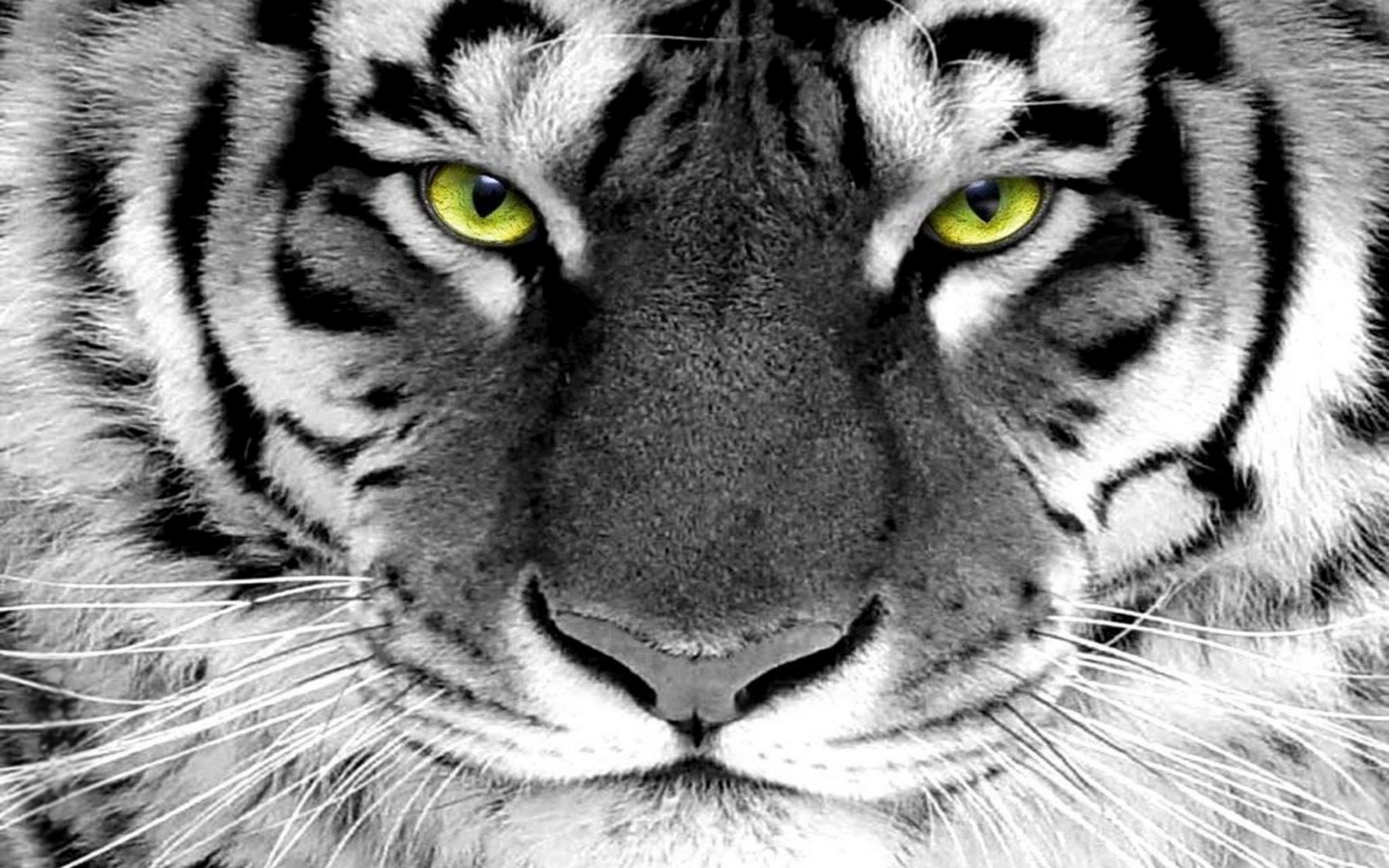 Close-up of a white tiger's face HD Wallpaper
