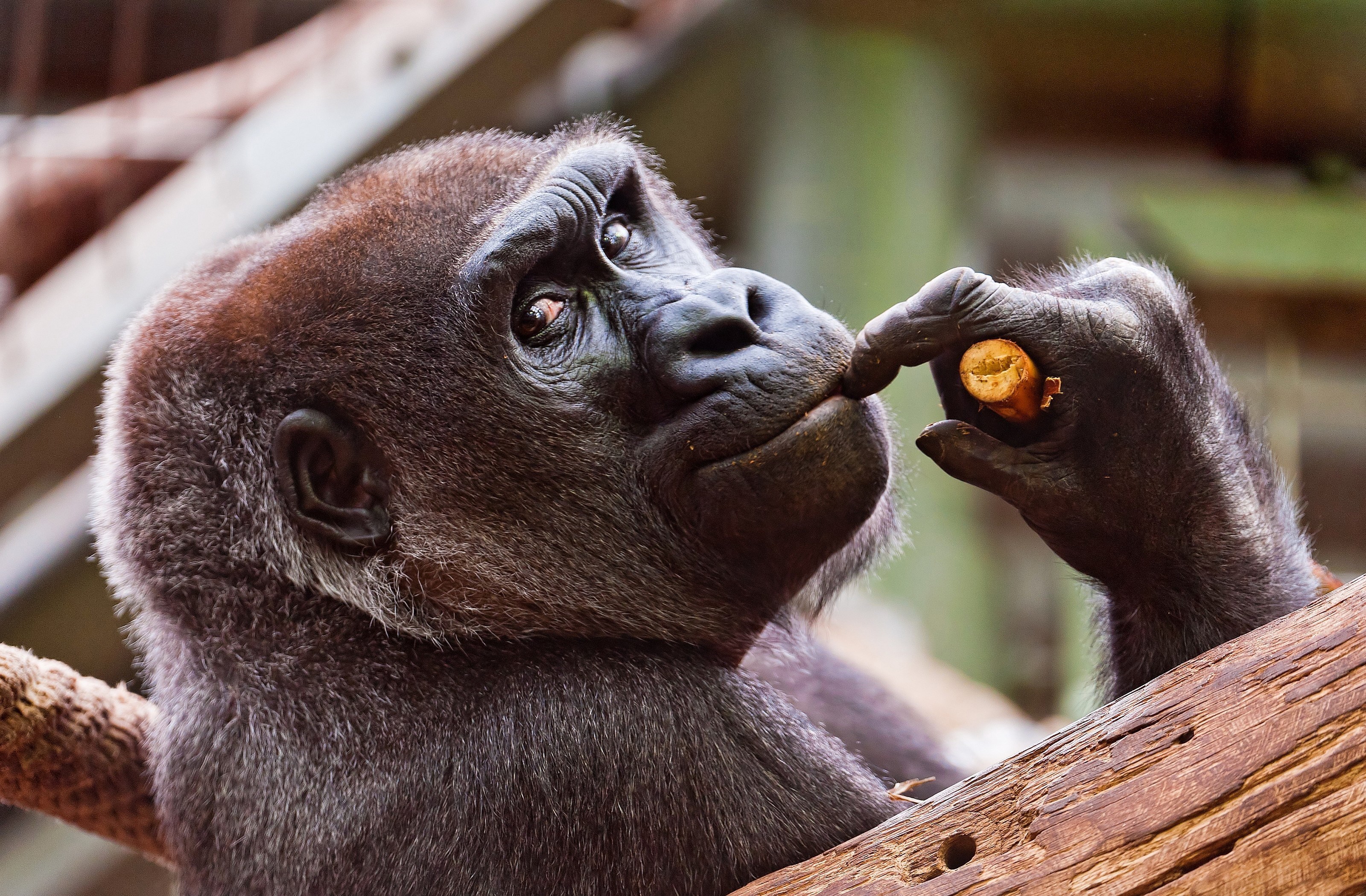 Close-up of a Thoughtful Gorilla Holding a Carrot HD Wallpaper