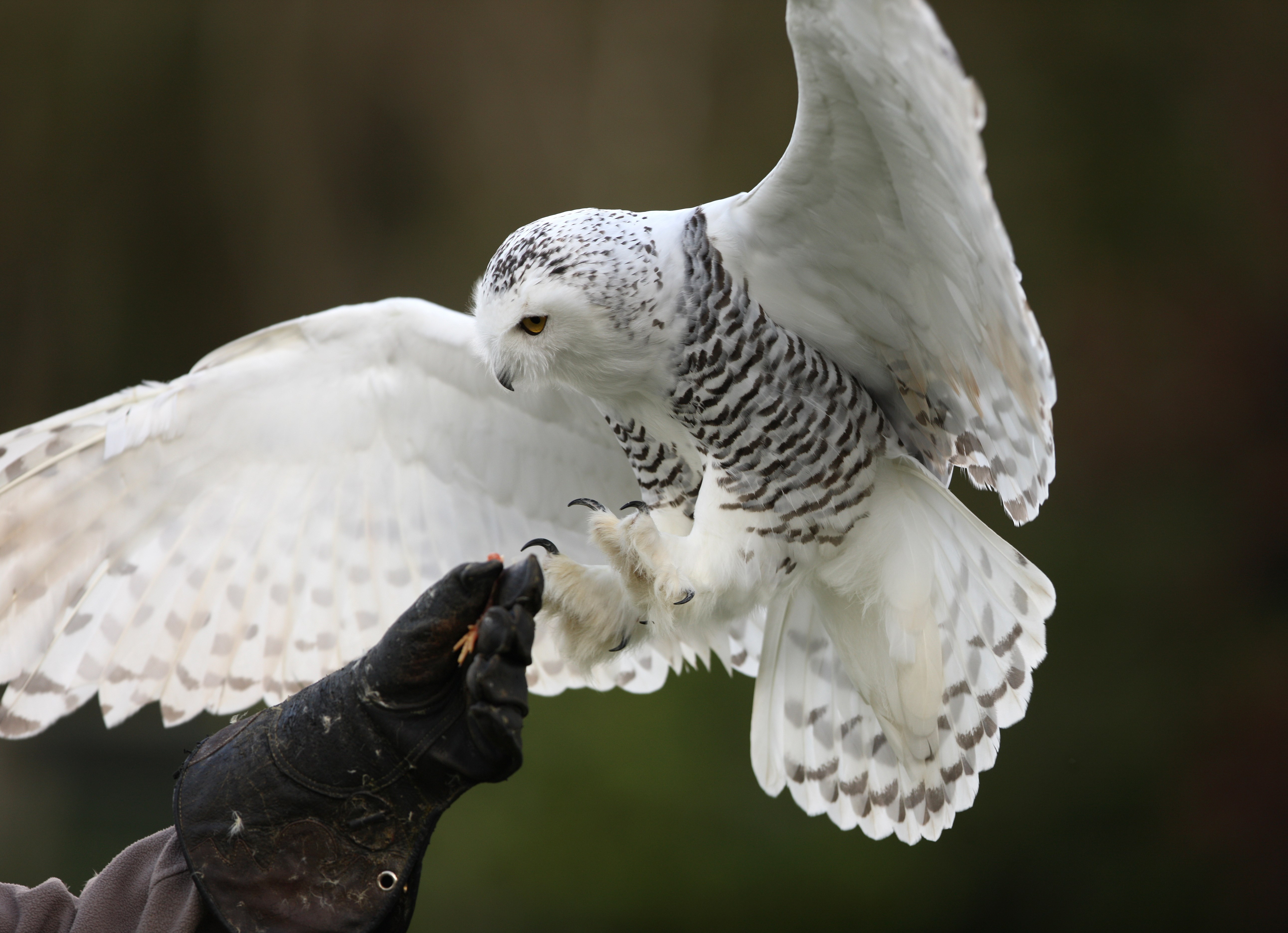 Snowy owl being fed by a gloved hand HD Wallpaper