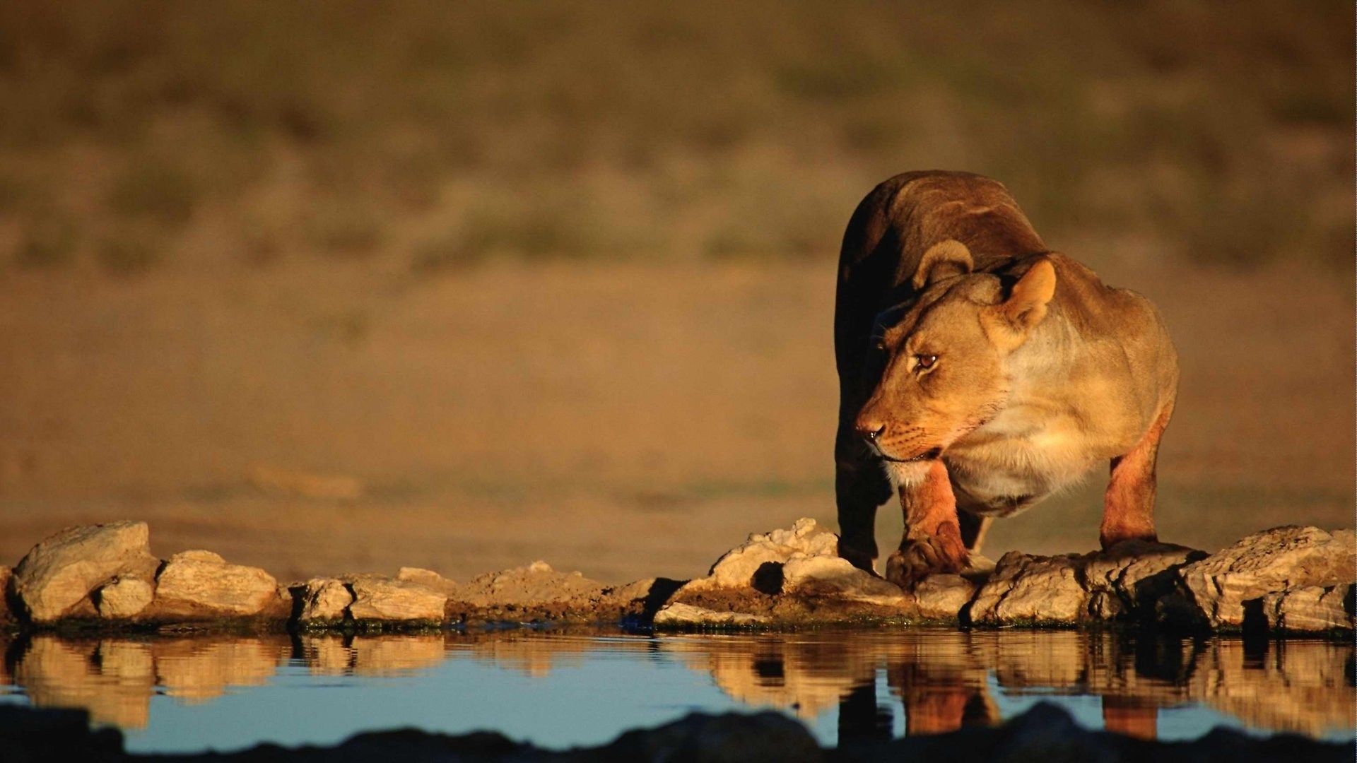 Lioness drinking water at a watering hole HD Wallpaper