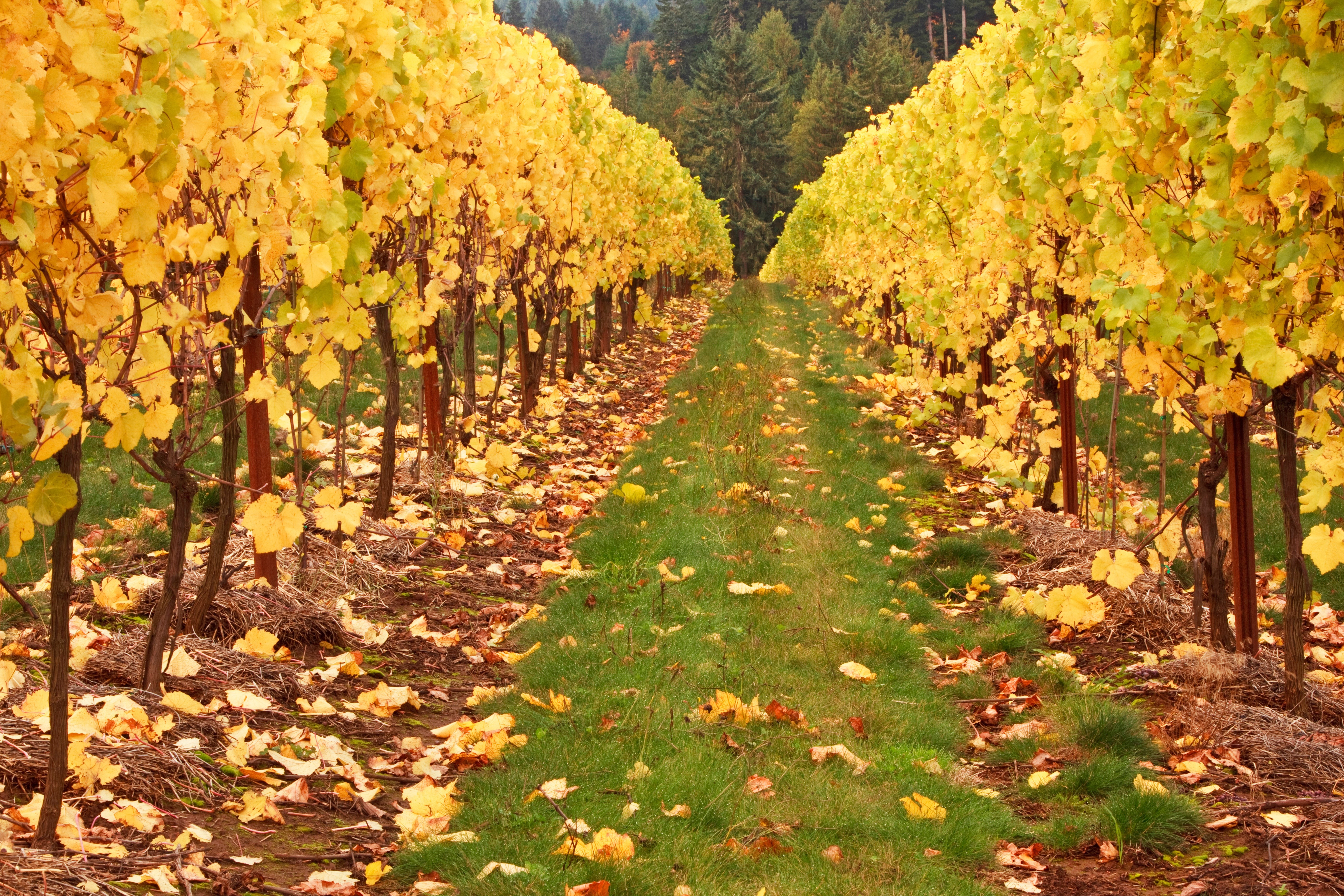 Vineyard in autumn with yellow leaves HD Wallpaper