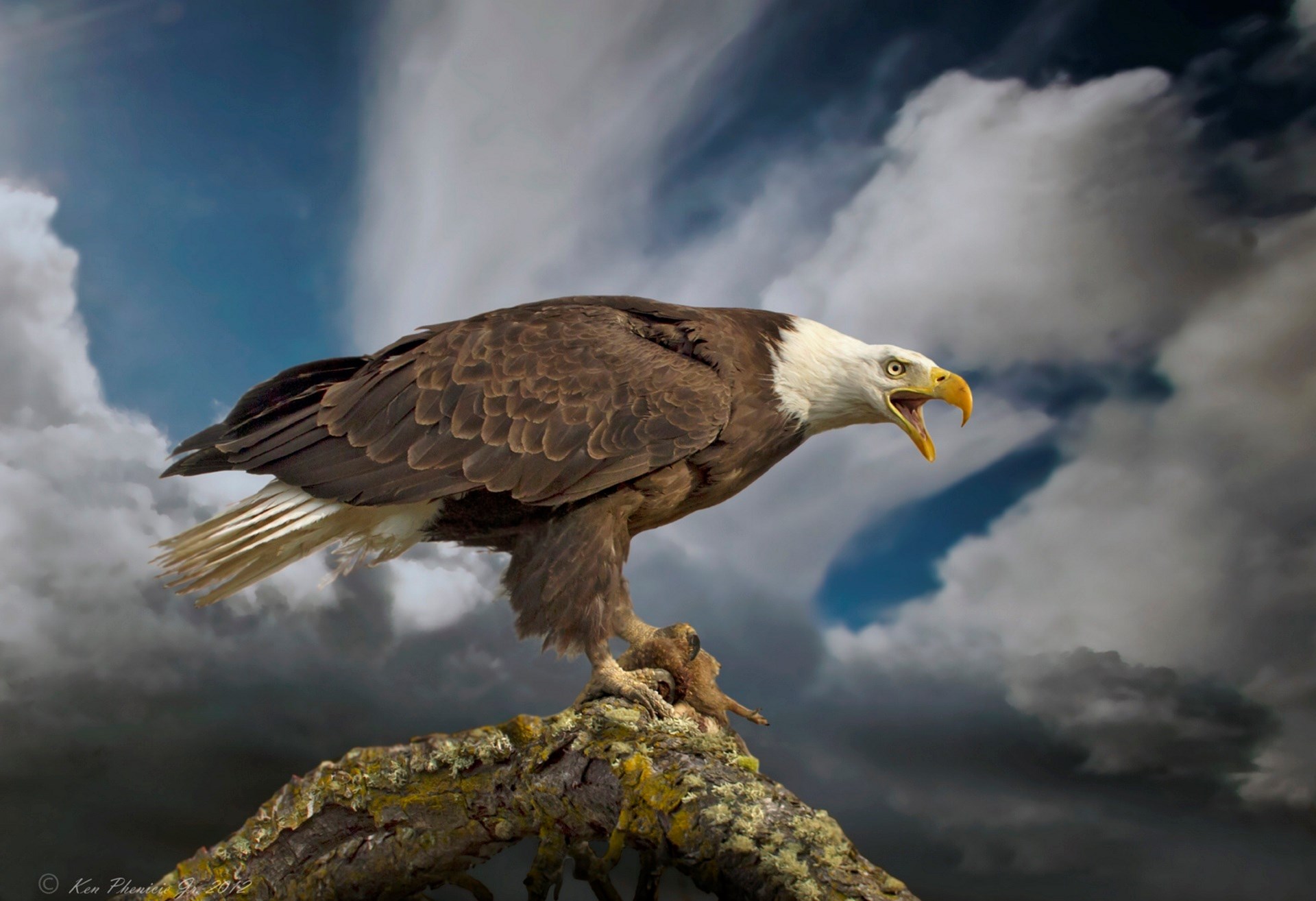 Bald Eagle perched on a branch against a cloudy sky HD Wallpaper