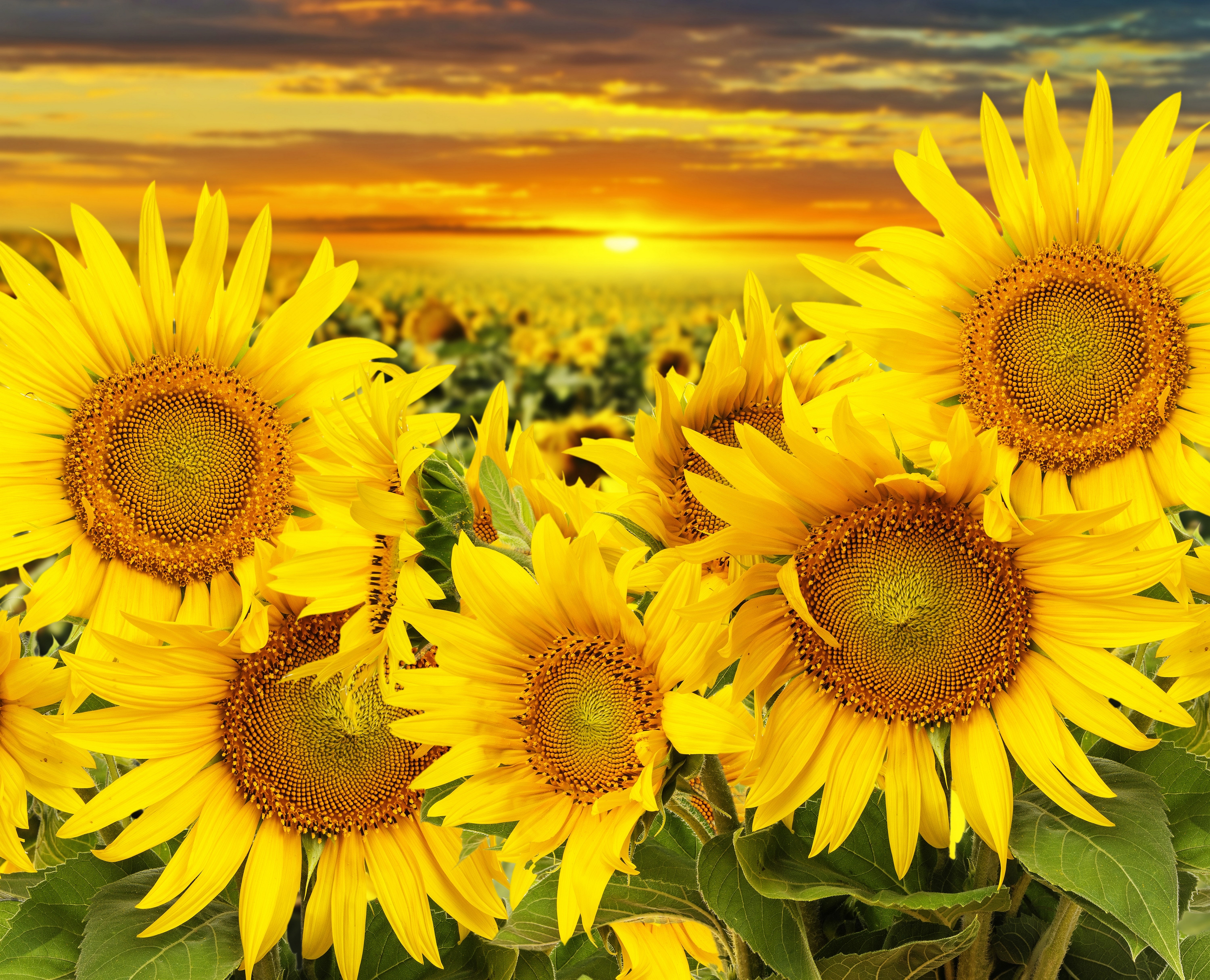 Field of sunflowers at sunset HD Wallpaper