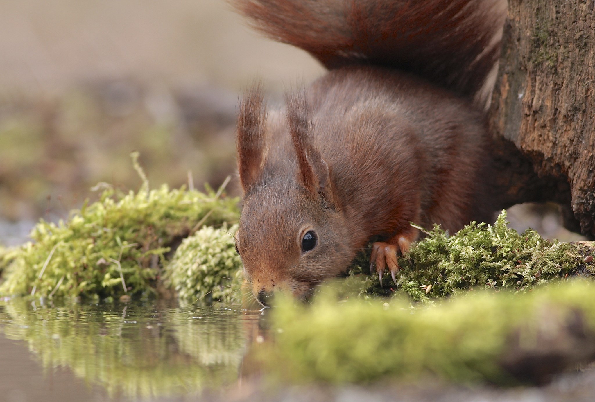 Red squirrel drinking water near mossy log HD Wallpaper