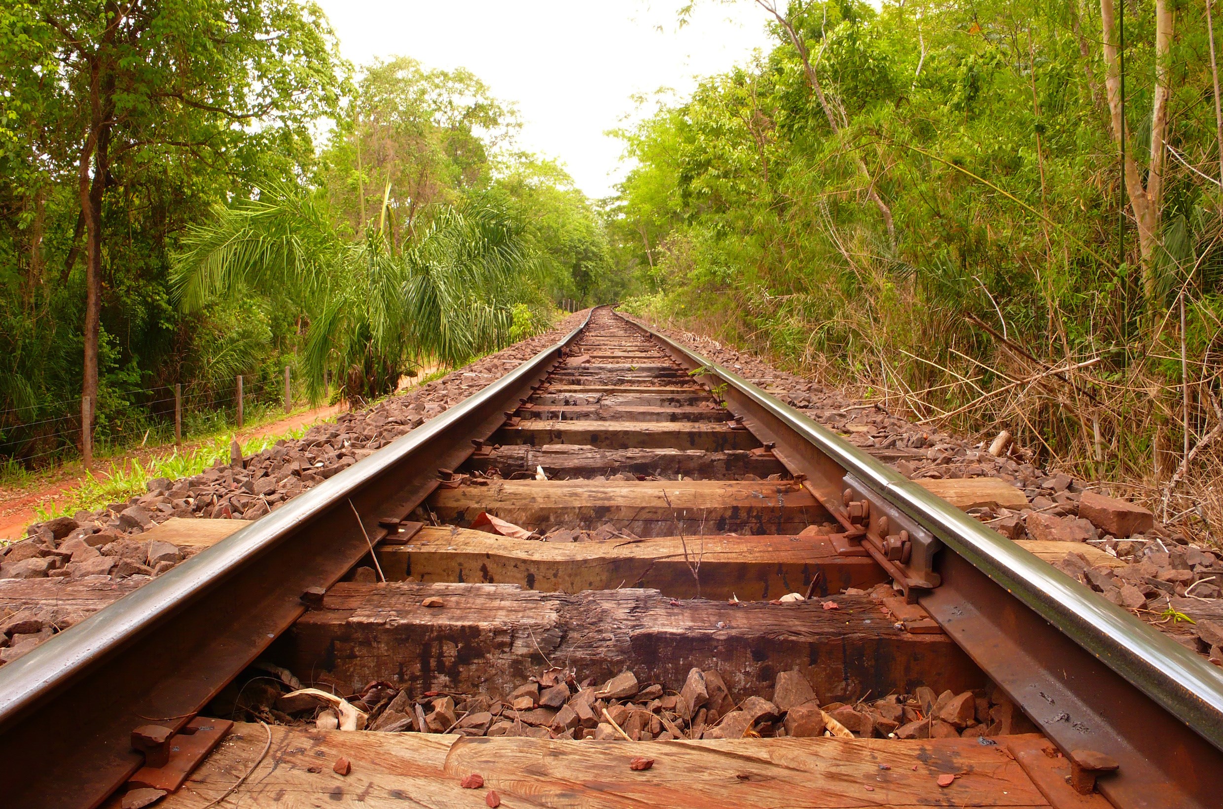 Railroad tracks through a lush green forest HD Wallpaper