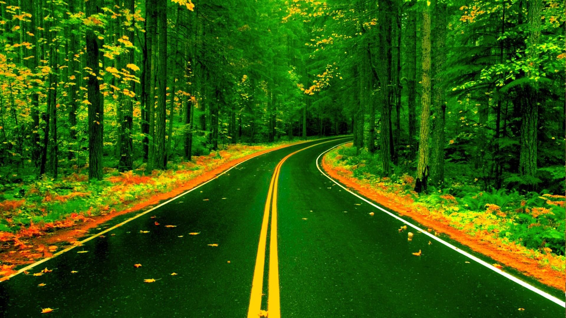 Scenic Forest Road with Vibrant Green and Orange Foliage HD Wallpaper