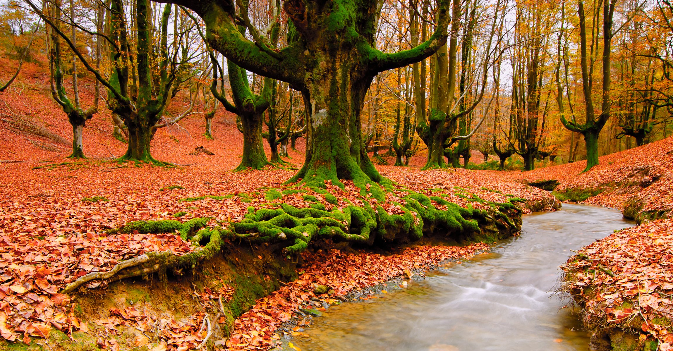 Autumn forest with stream and fallen leaves HD Wallpaper