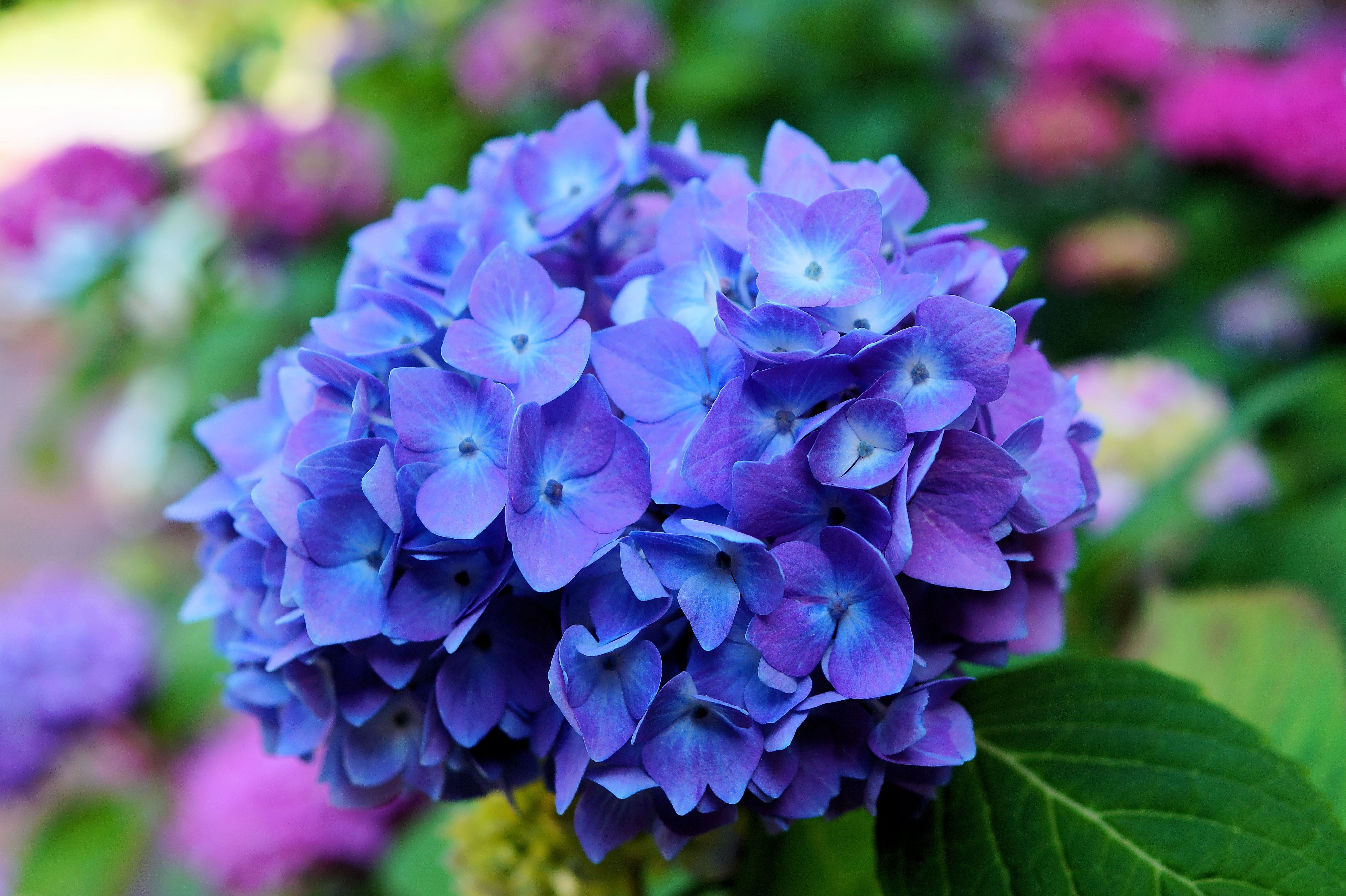 Close-up of a blue hydrangea flower HD Wallpaper