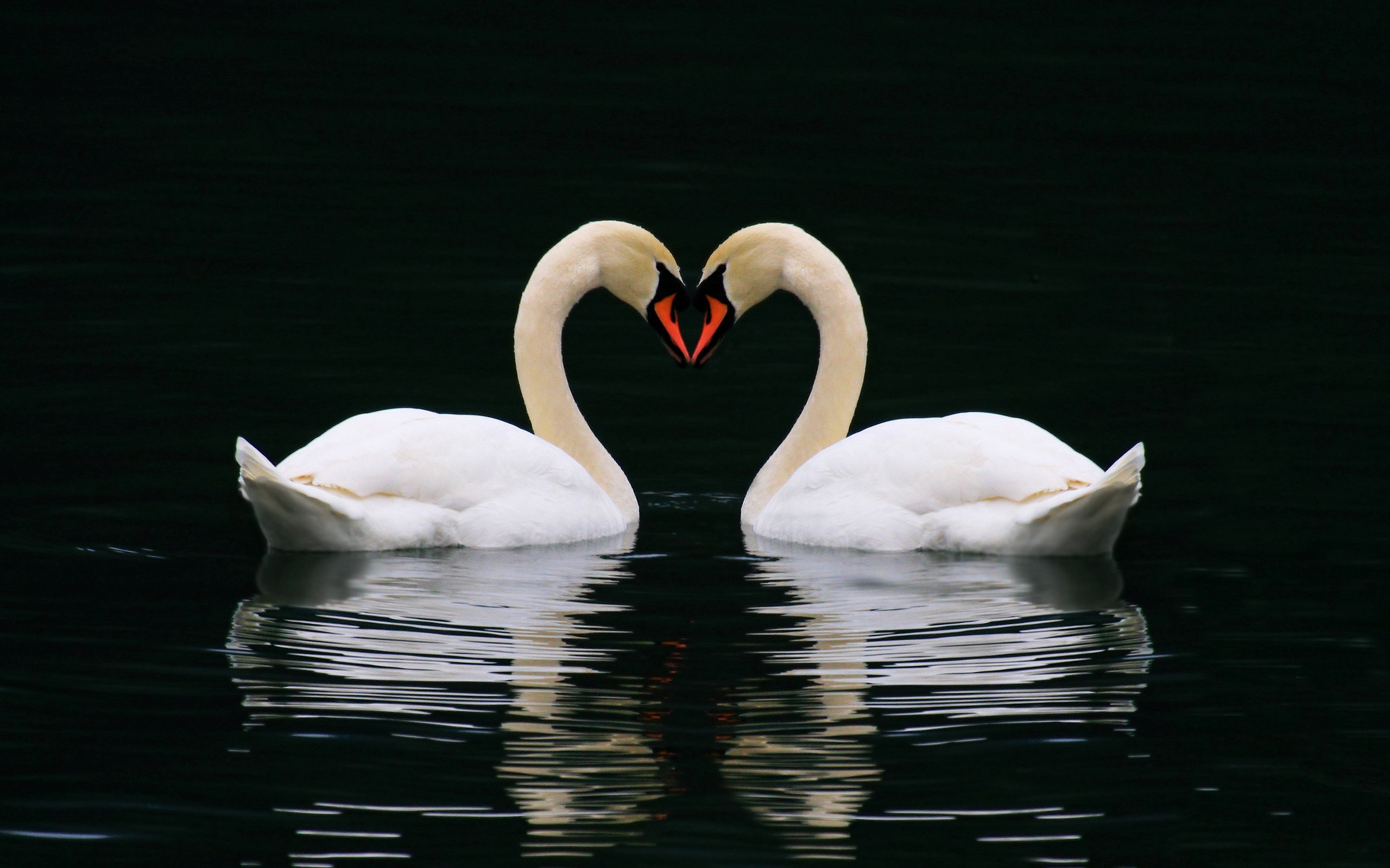 Two swans forming a heart shape HD Wallpaper