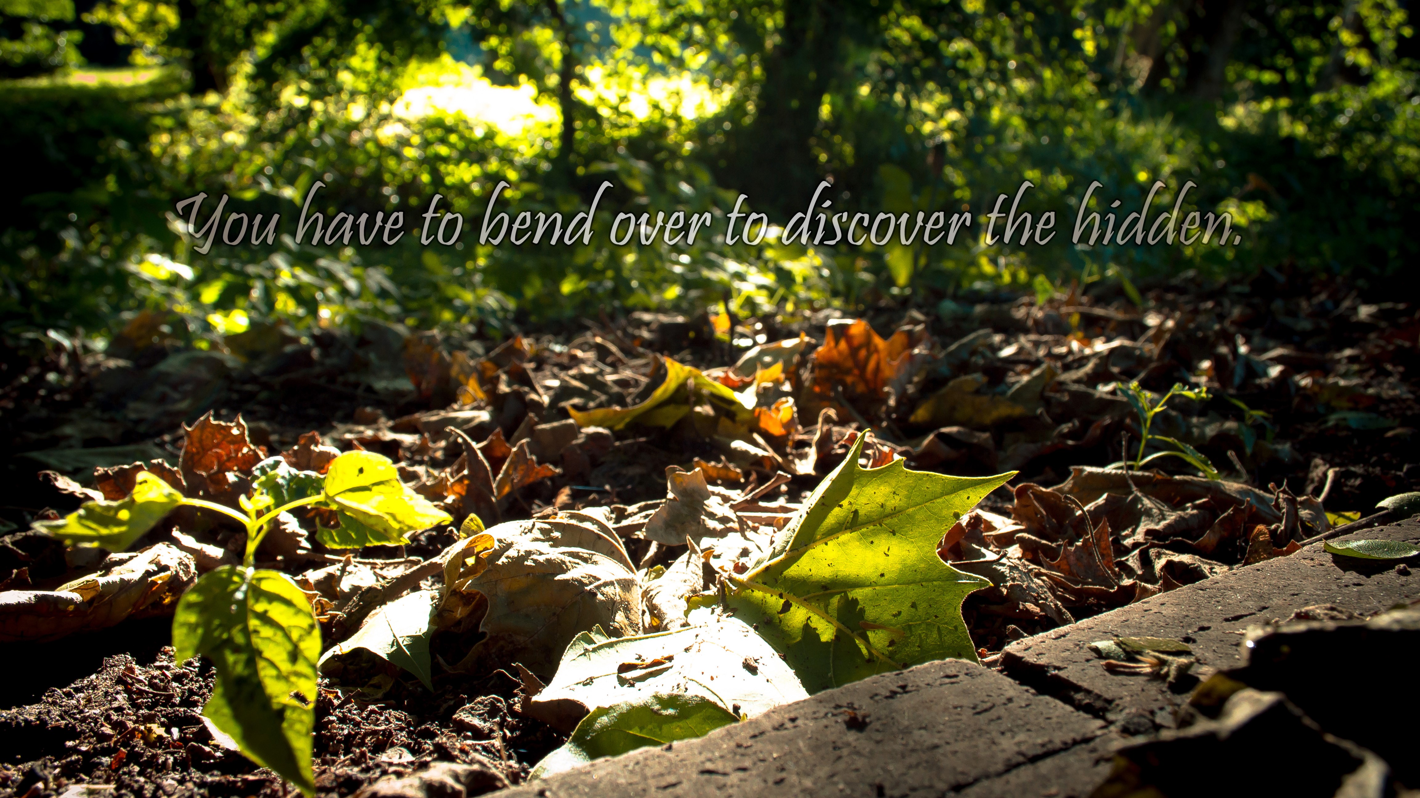 Quote about discovery in nature HD Wallpaper
