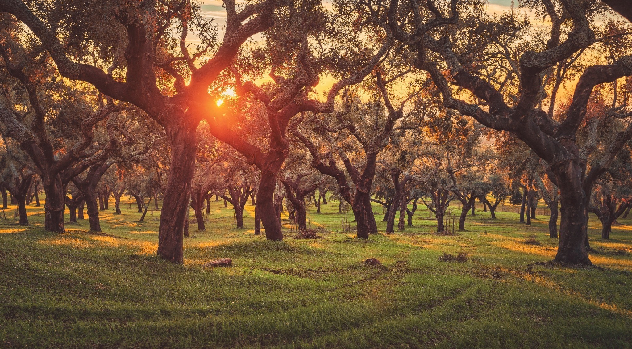 Sunlight filtering through ancient trees in a meadow HD Wallpaper