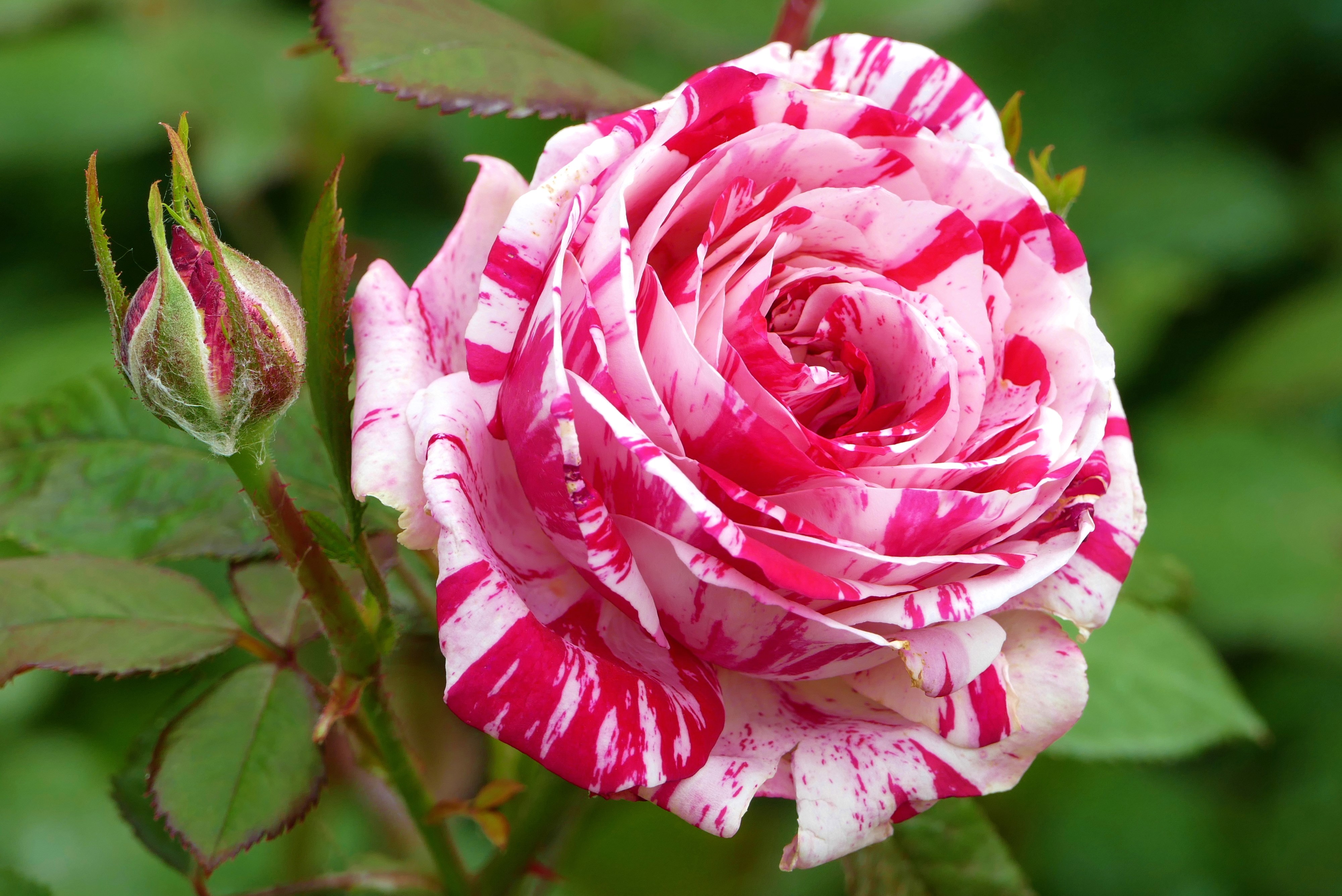 Striped Rose and Bud by Reilly Fletcher HD Wallpaper