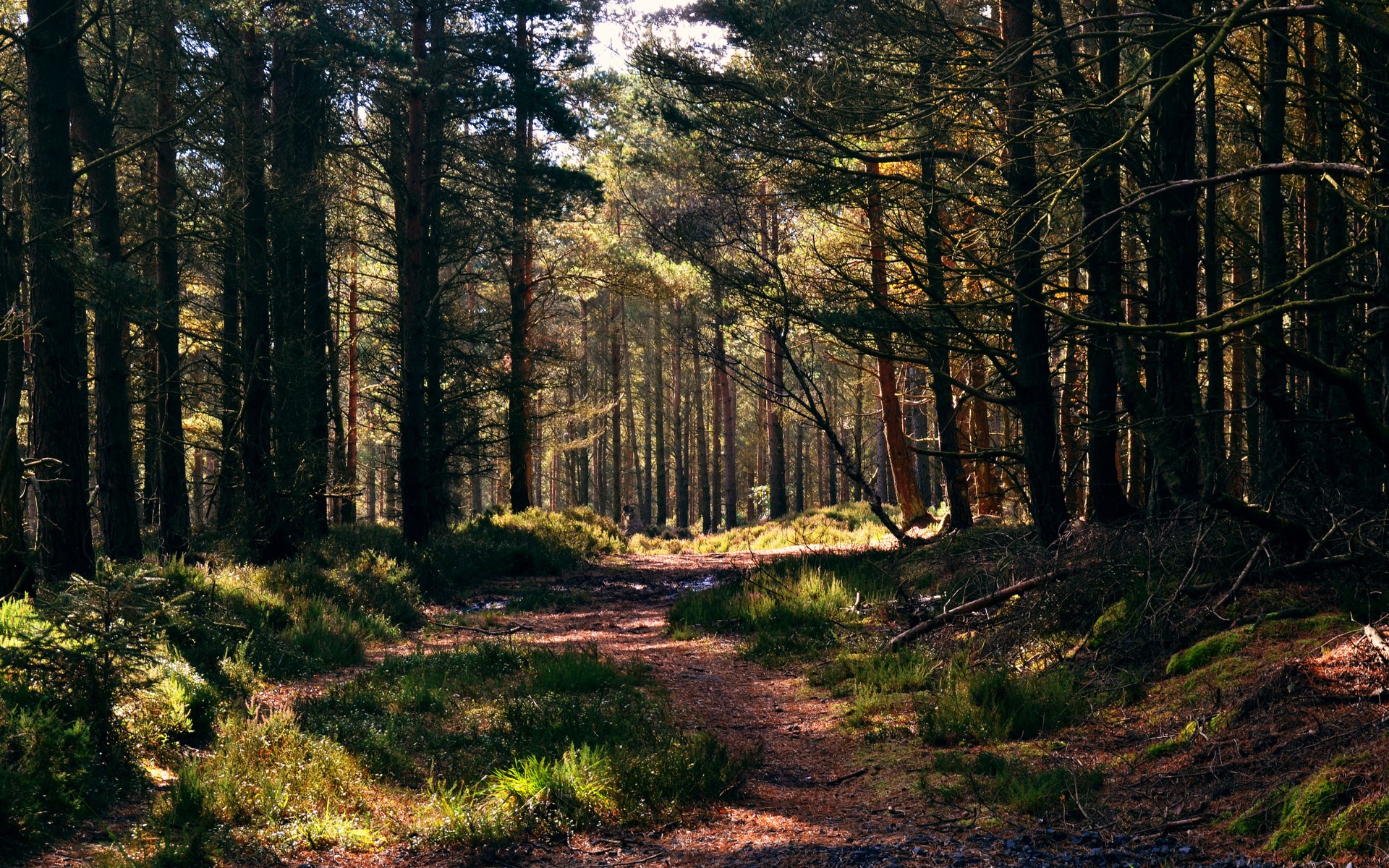 Sunlit forest path with tall pine trees HD Wallpaper