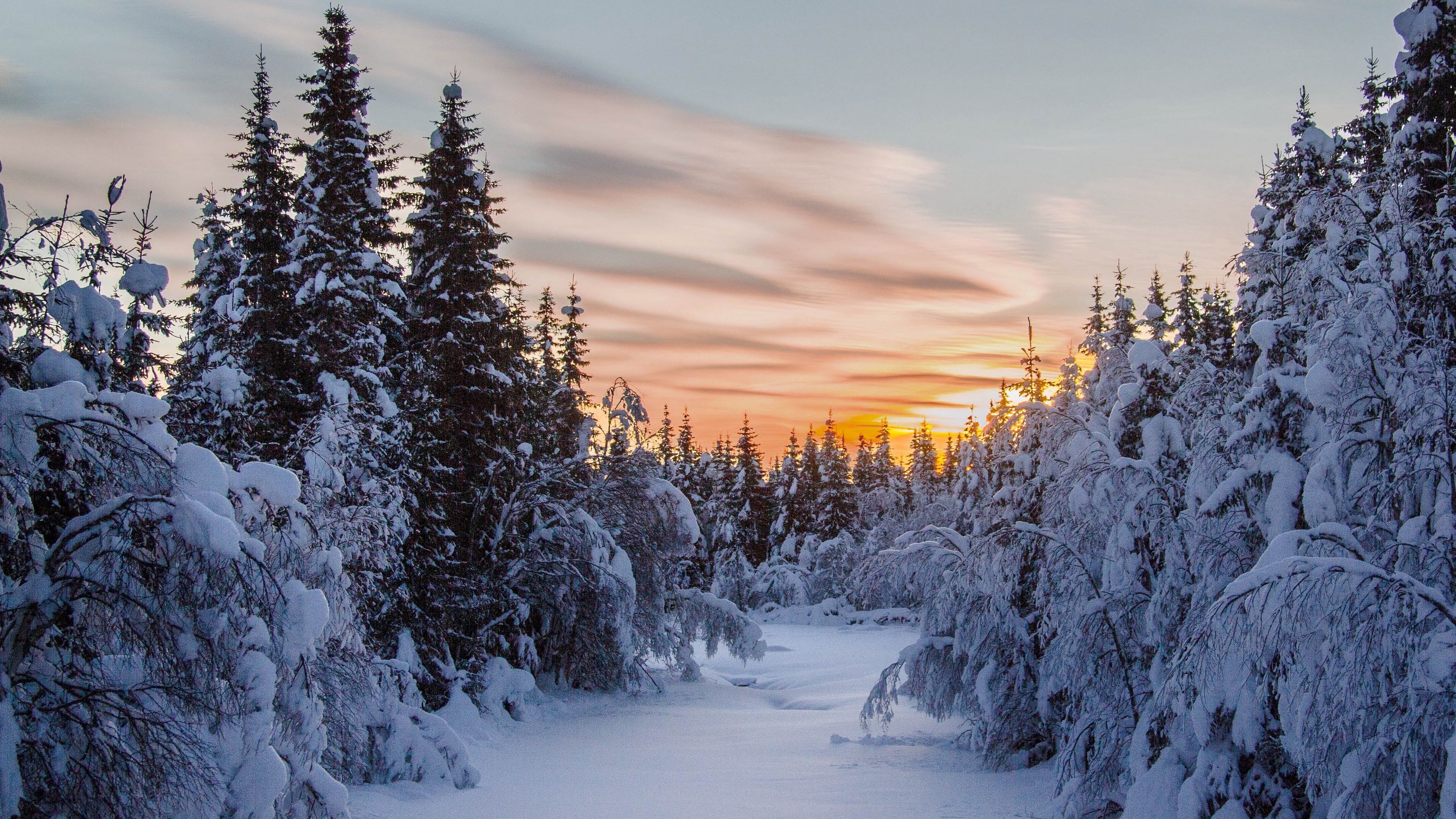 Snow-Covered Pine Trees at Winter Sunset HD Wallpaper