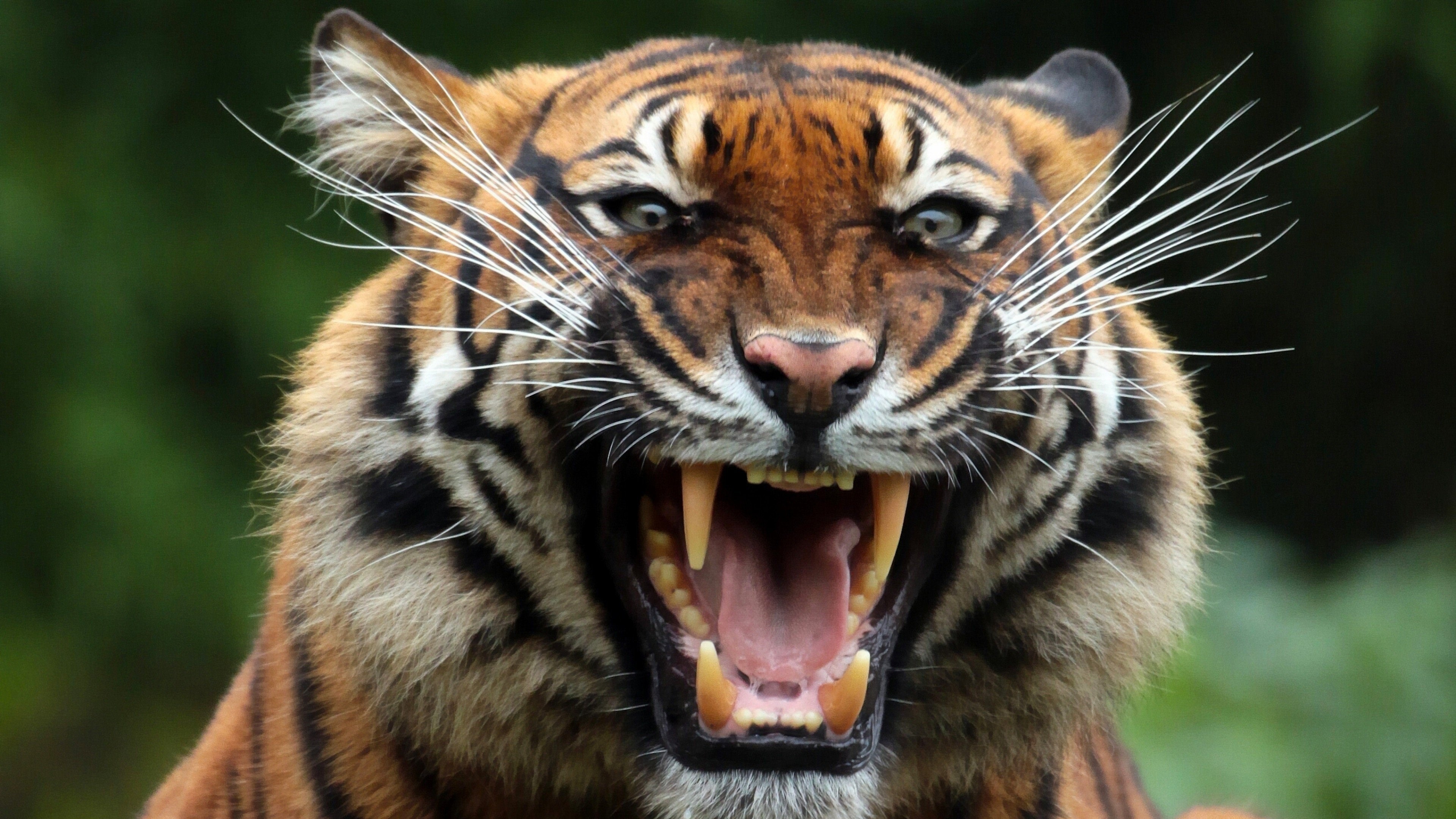 Tiger roaring with bared teeth 4K HD Wallpaper