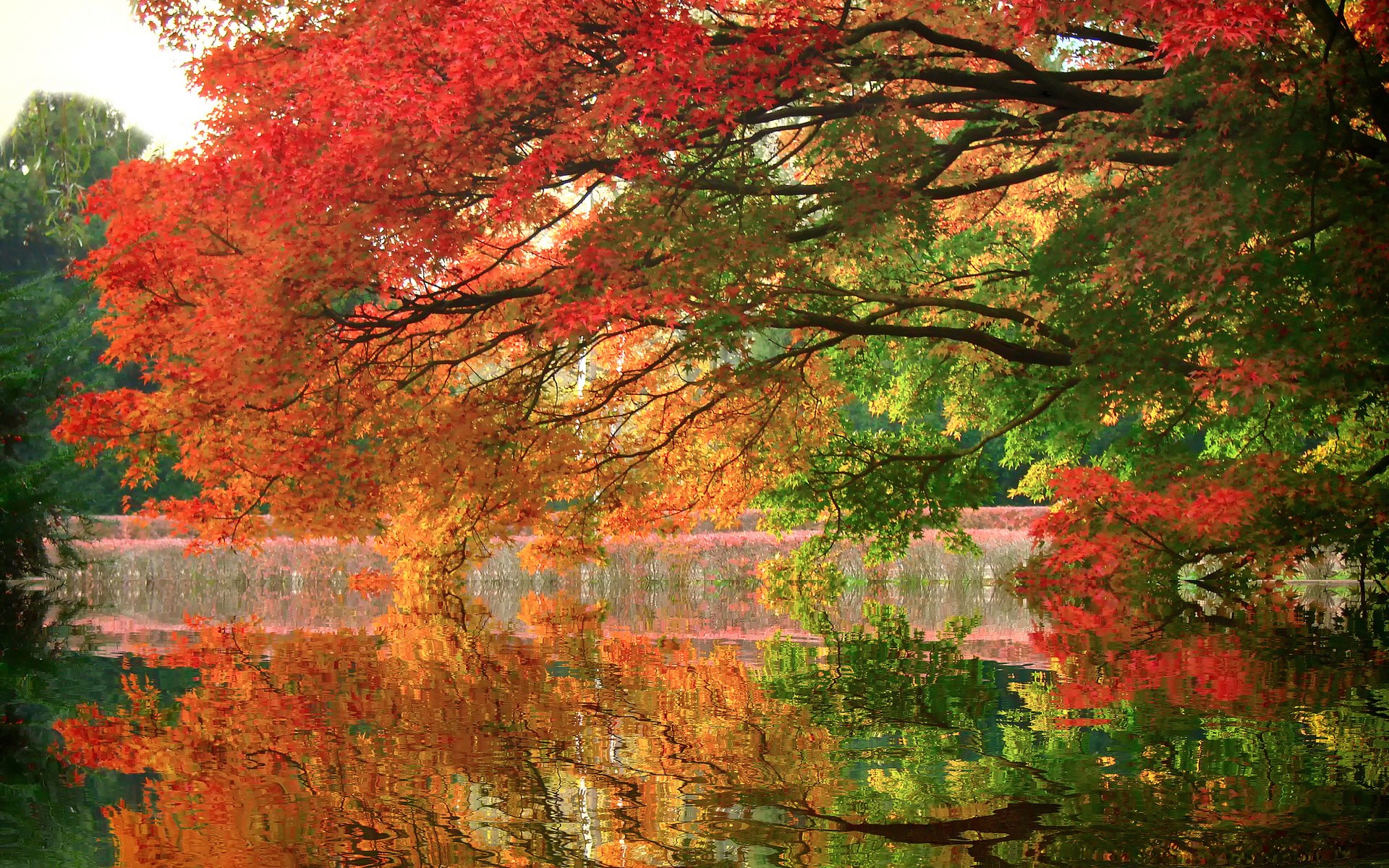 Autumn trees reflecting in water HD Wallpaper