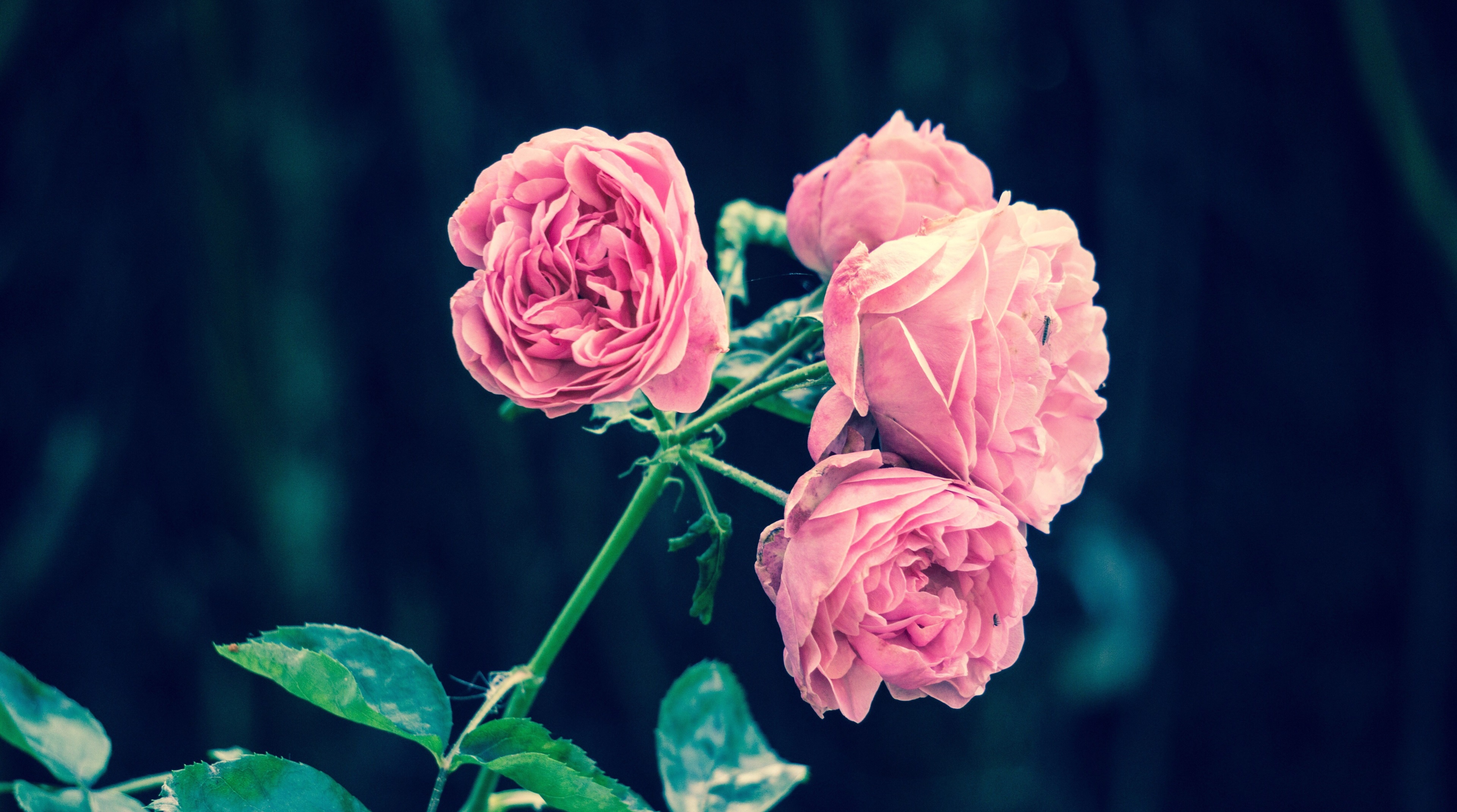 Pink roses on a dark background 4K HD Wallpaper