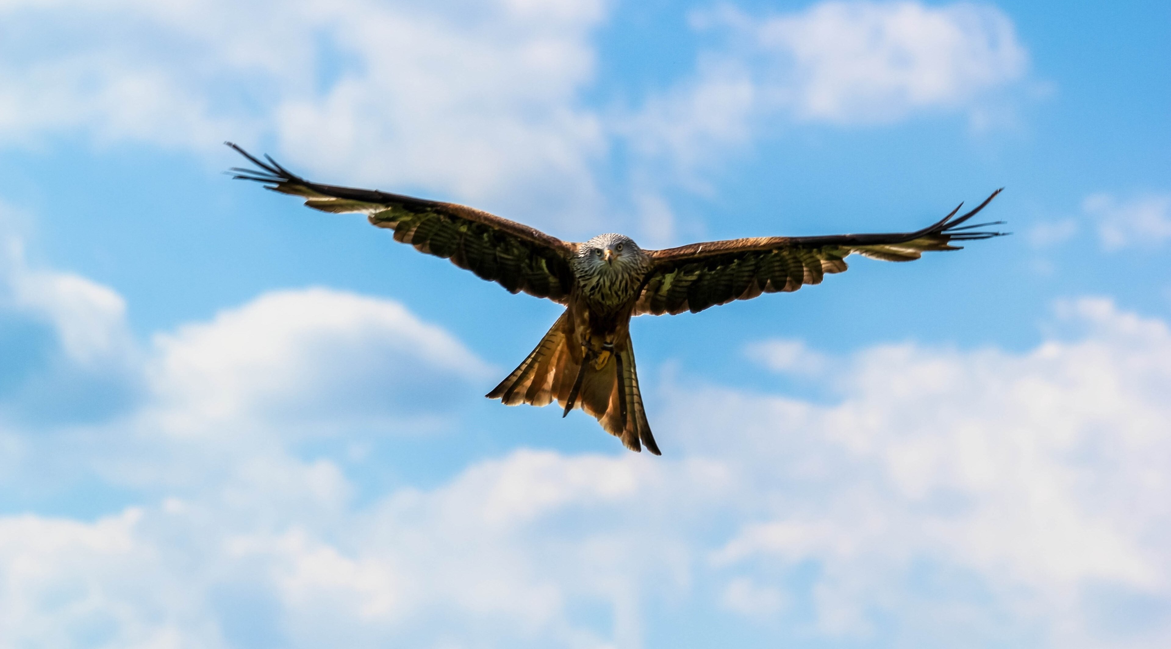 Red Kite in flight against blue sky HD Wallpaper