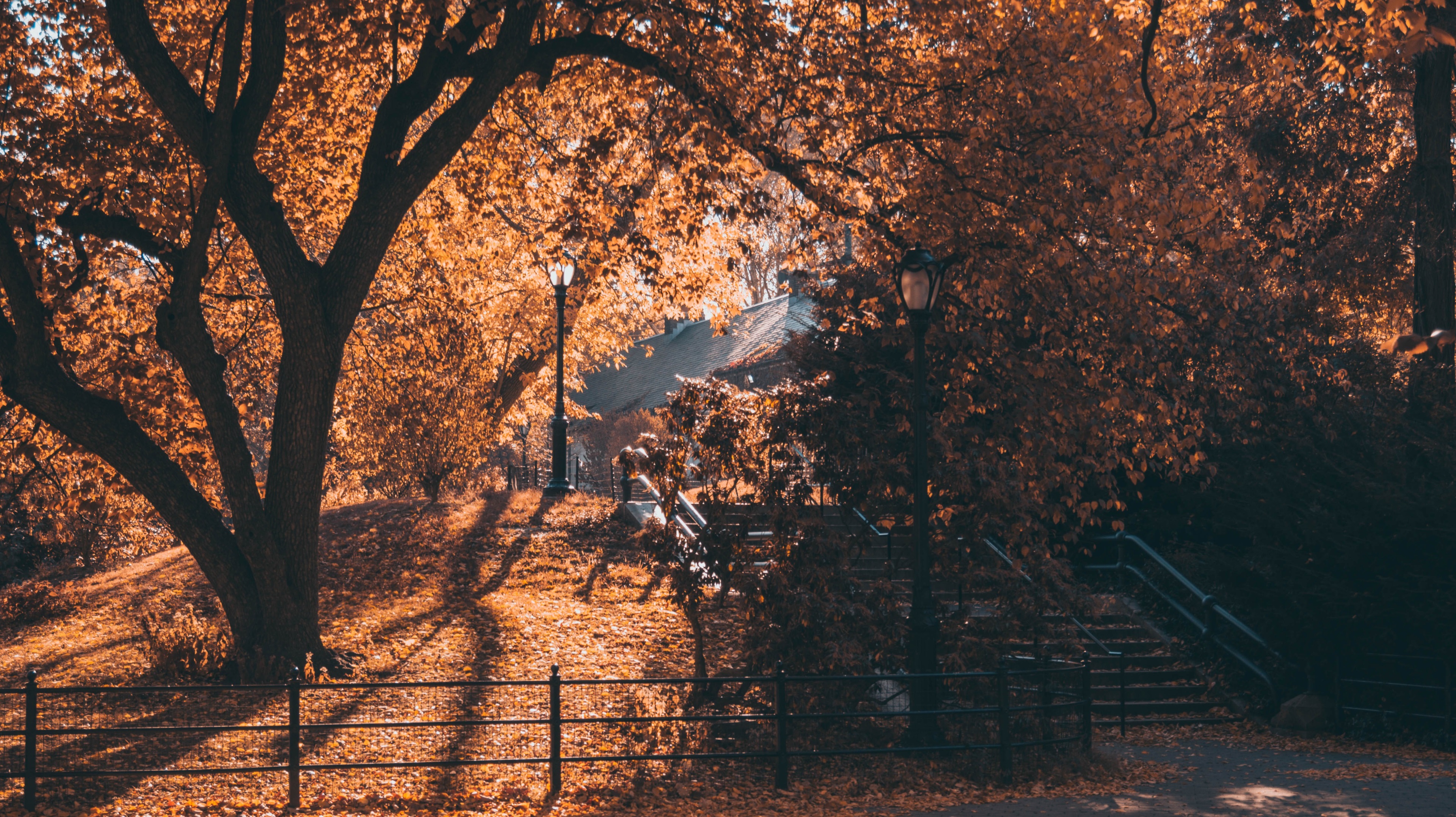 Autumn park with trees and lampposts HD Wallpaper
