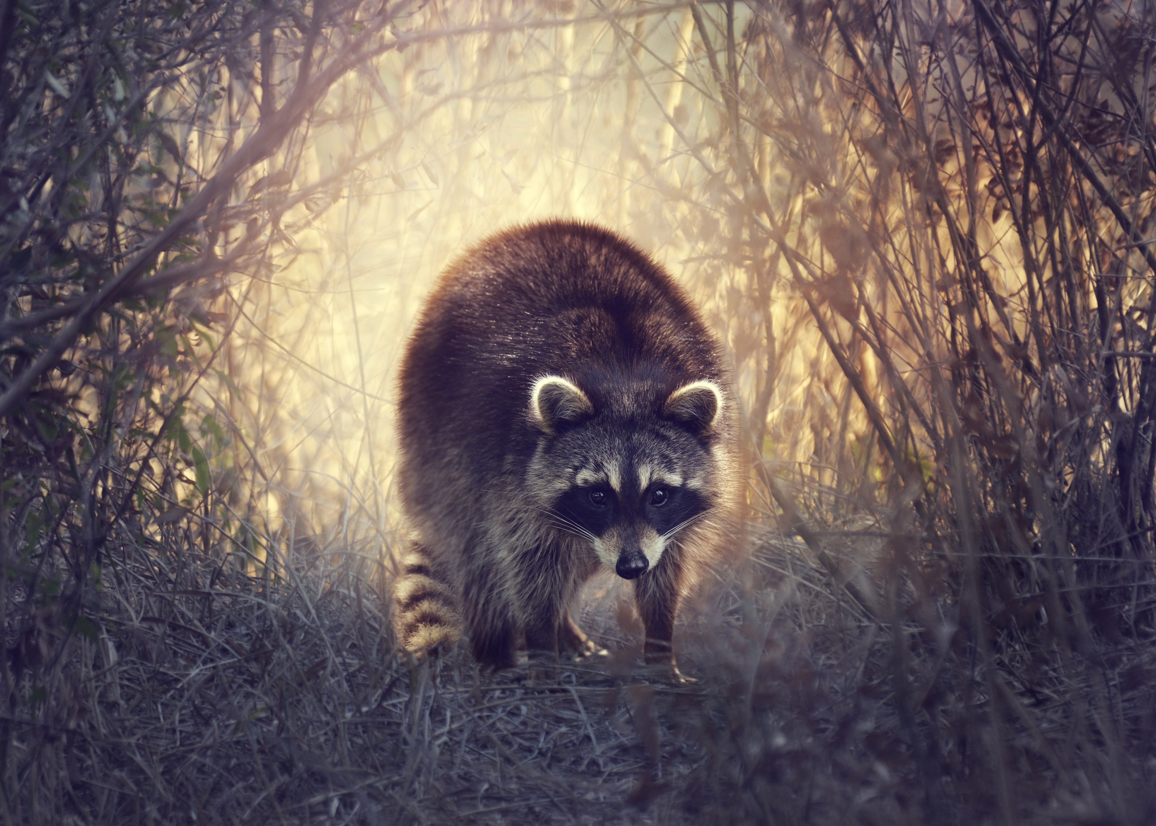Raccoon in a forest with sunlight HD Wallpaper