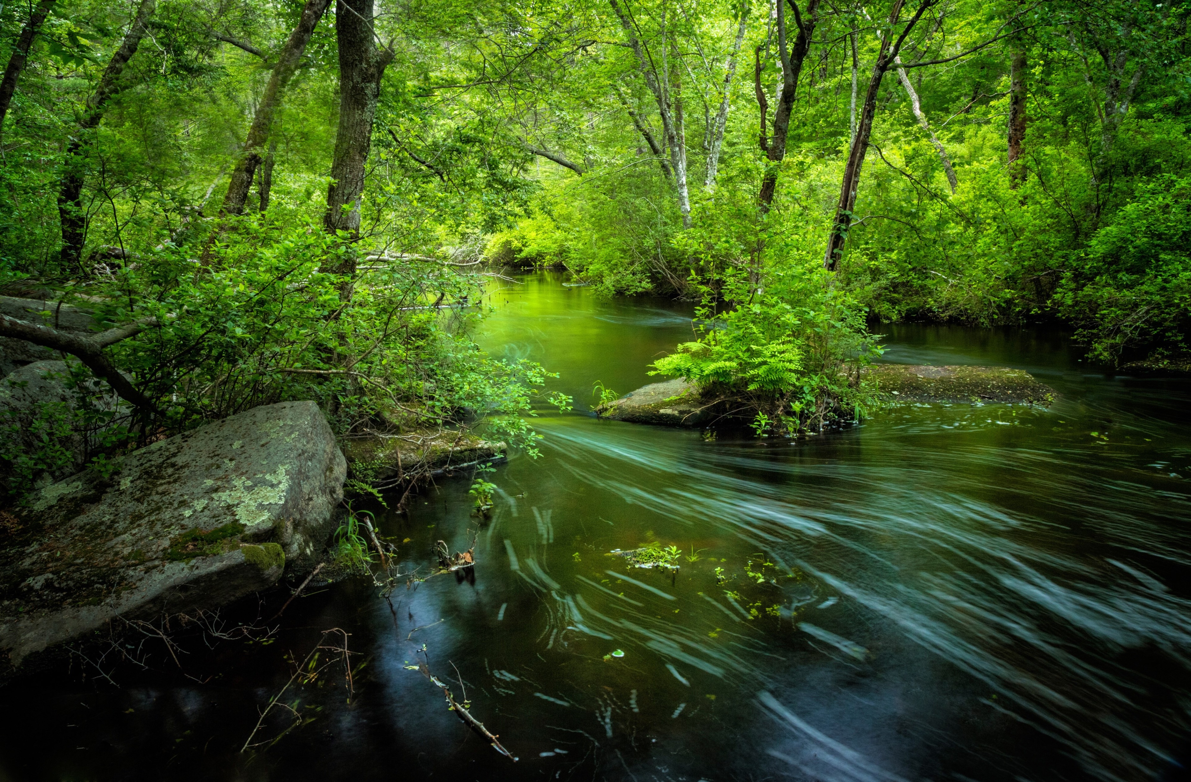 River flowing through a lush green forest HD Wallpaper