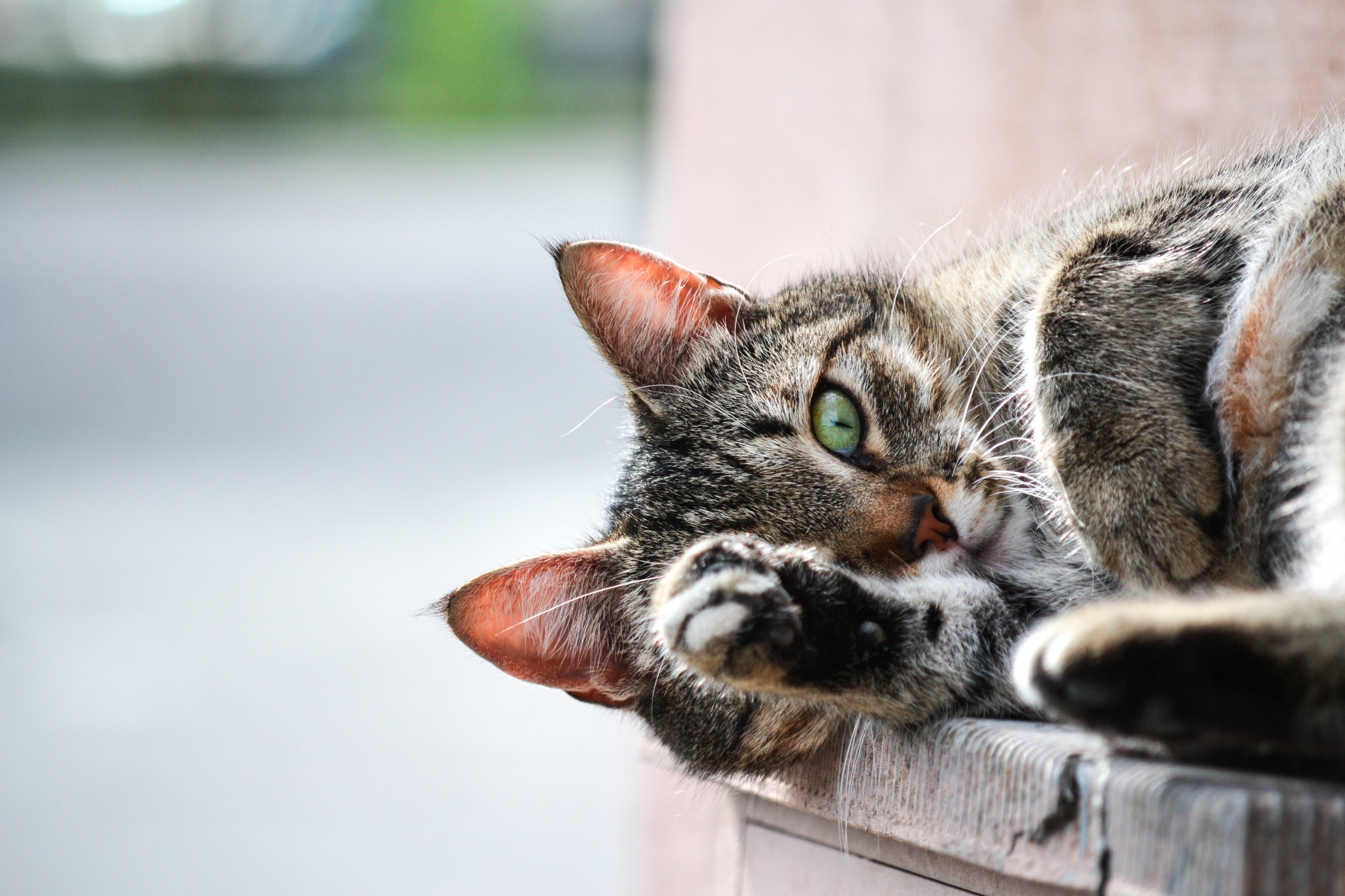 Tabby cat with green eyes lying down HD Wallpaper