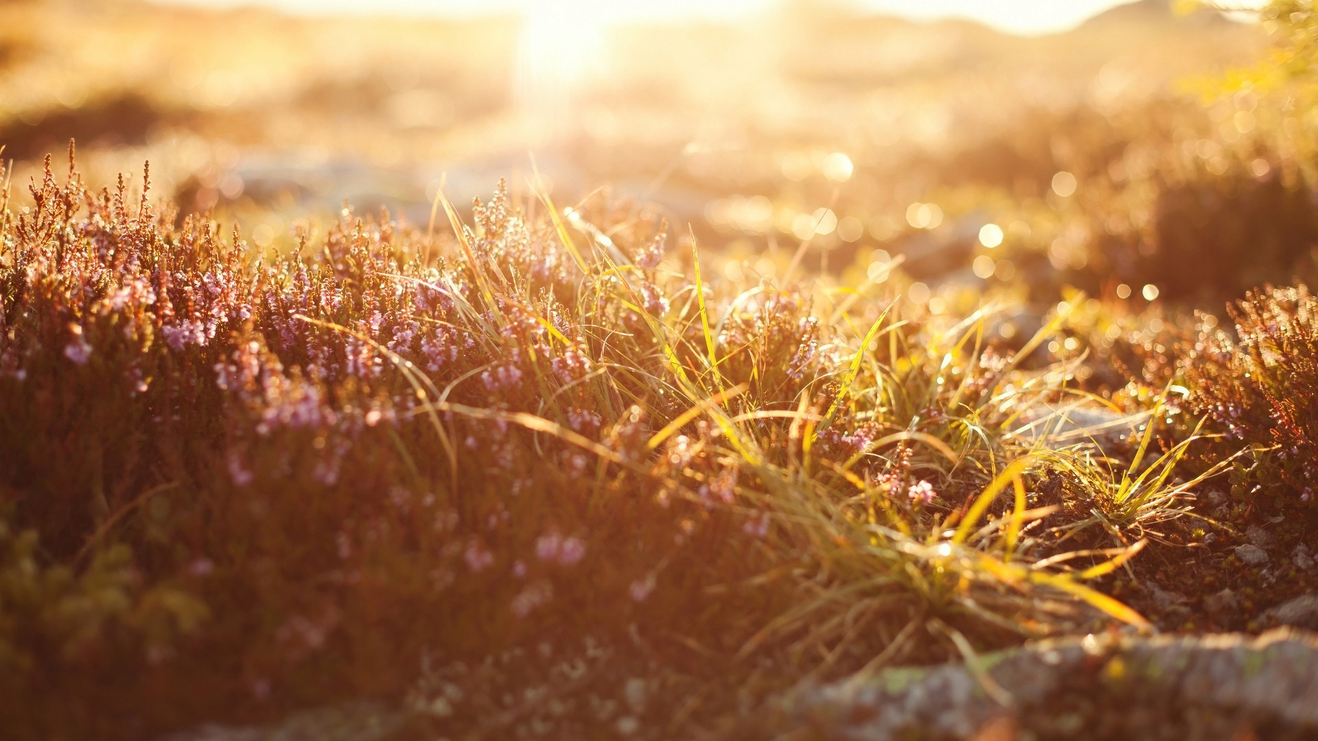 Sunlight on heather and grass with bokeh HD Wallpaper