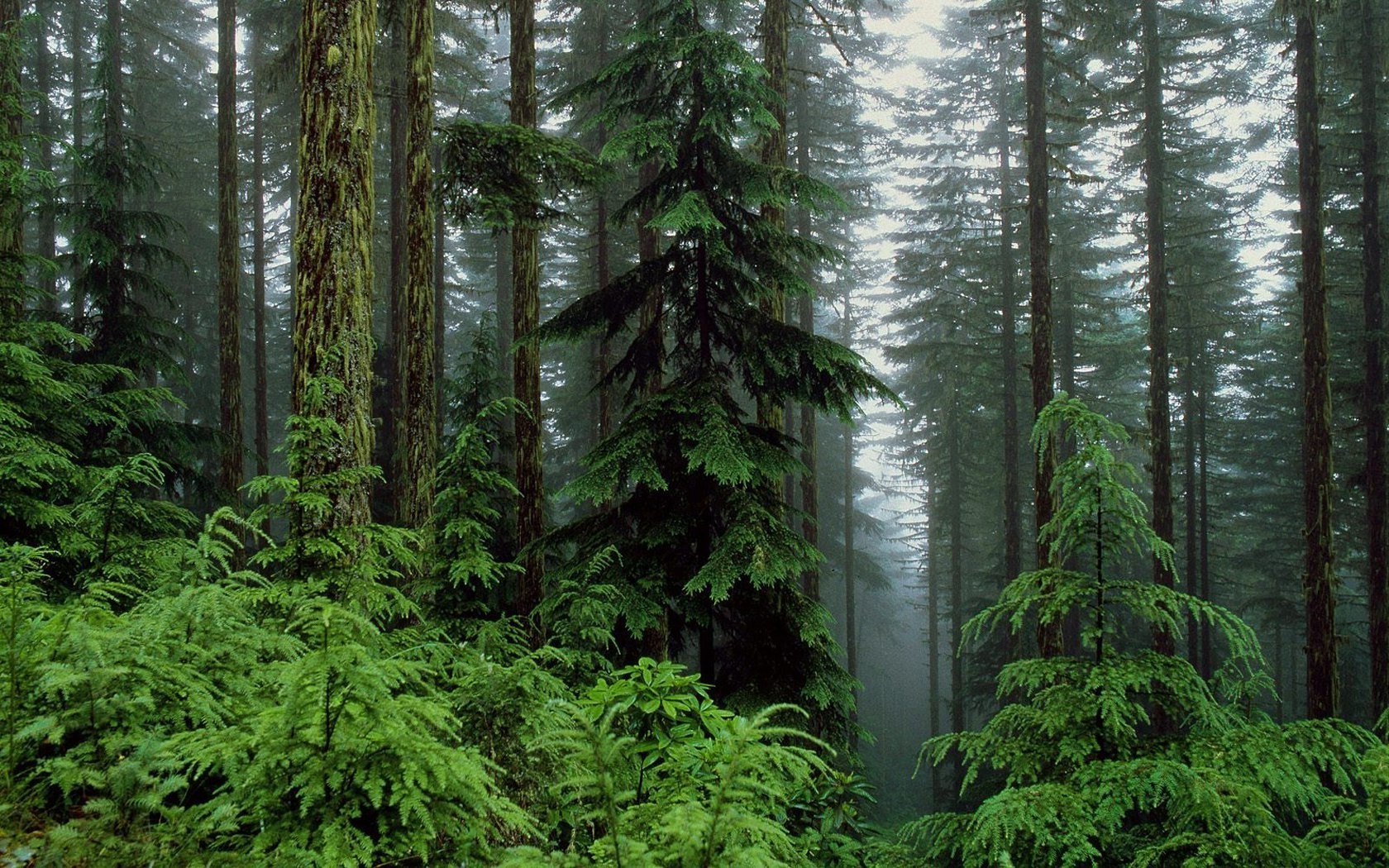 Misty forest with tall evergreen trees HD Wallpaper