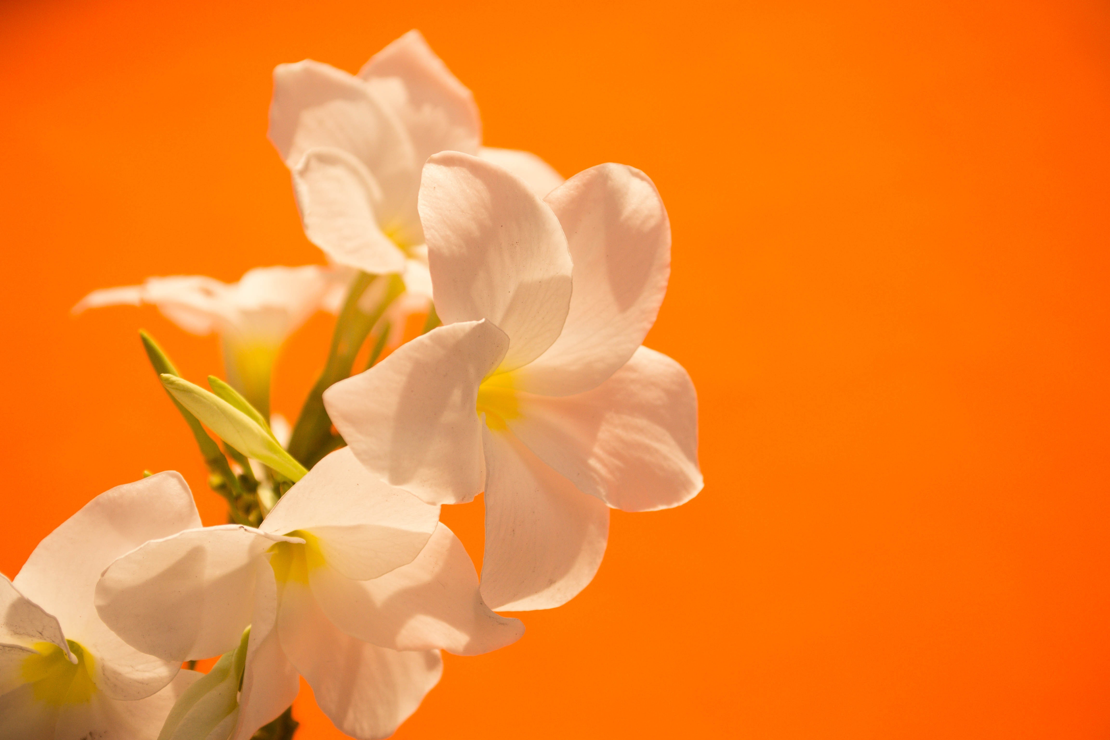 White Plumeria Flowers on Orange Background HD Wallpaper
