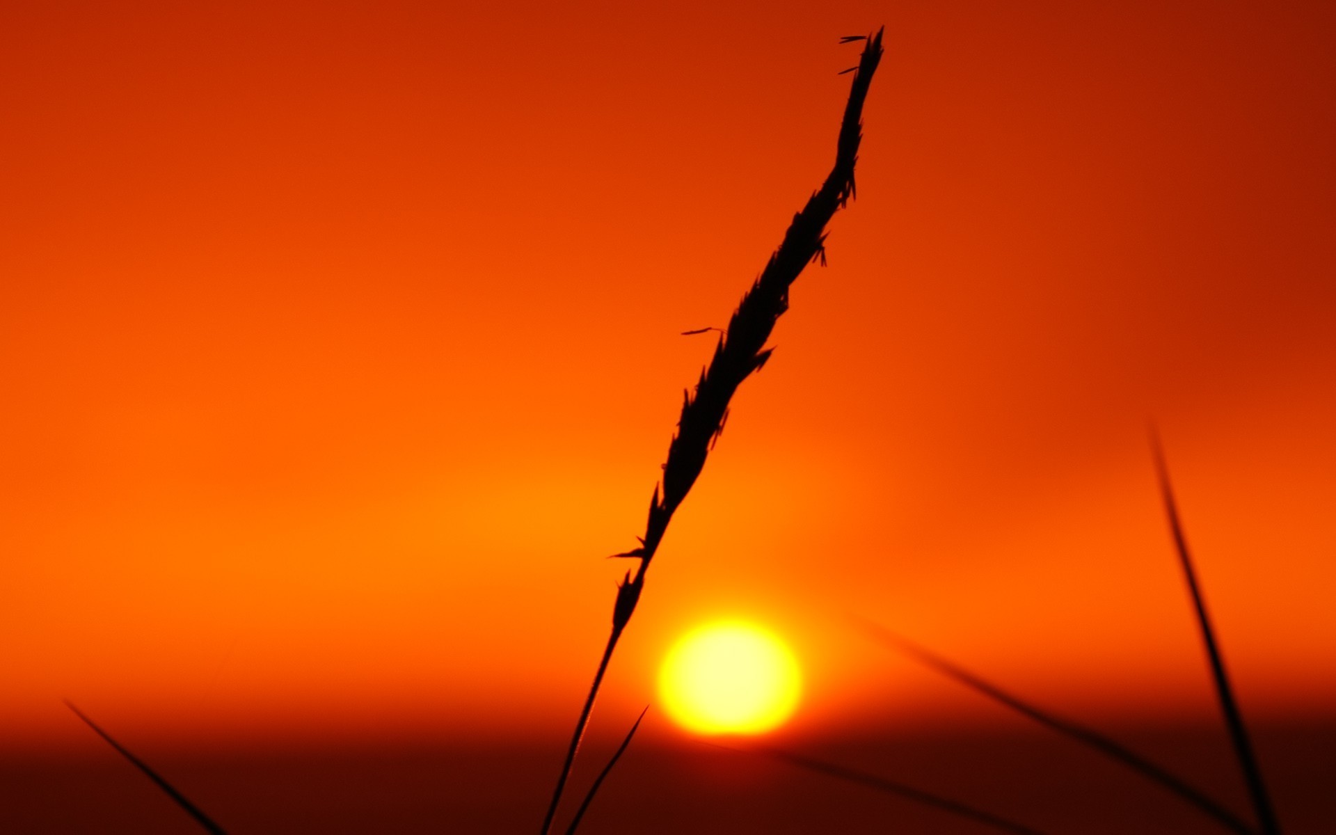 Silhouette of grass against a vibrant sunset HD Wallpaper