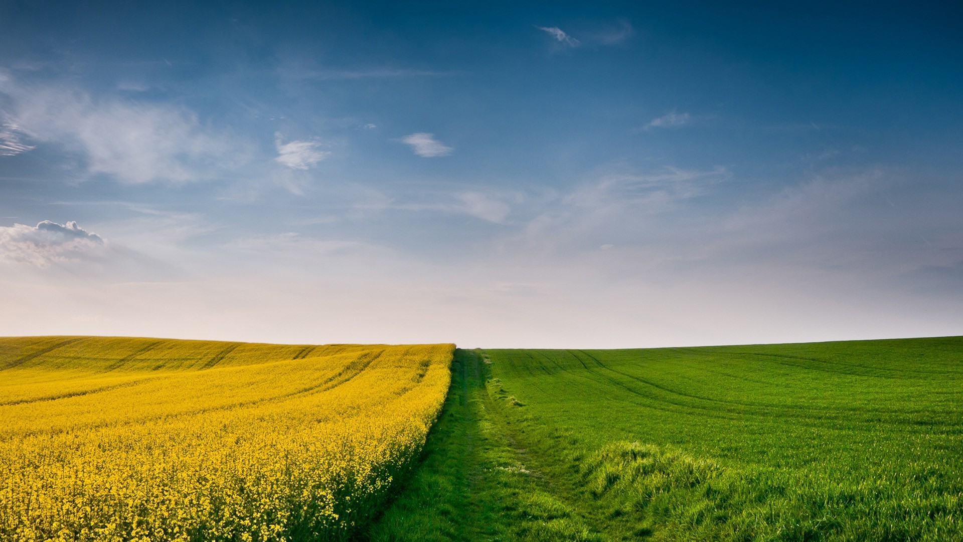 Yellow flowers and green grass fields under blue sky HD Wallpaper