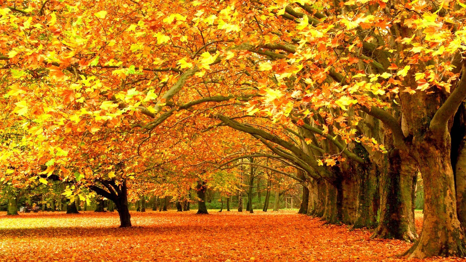 Golden Autumn Tree Canopy with Fallen Leaves HD Wallpaper