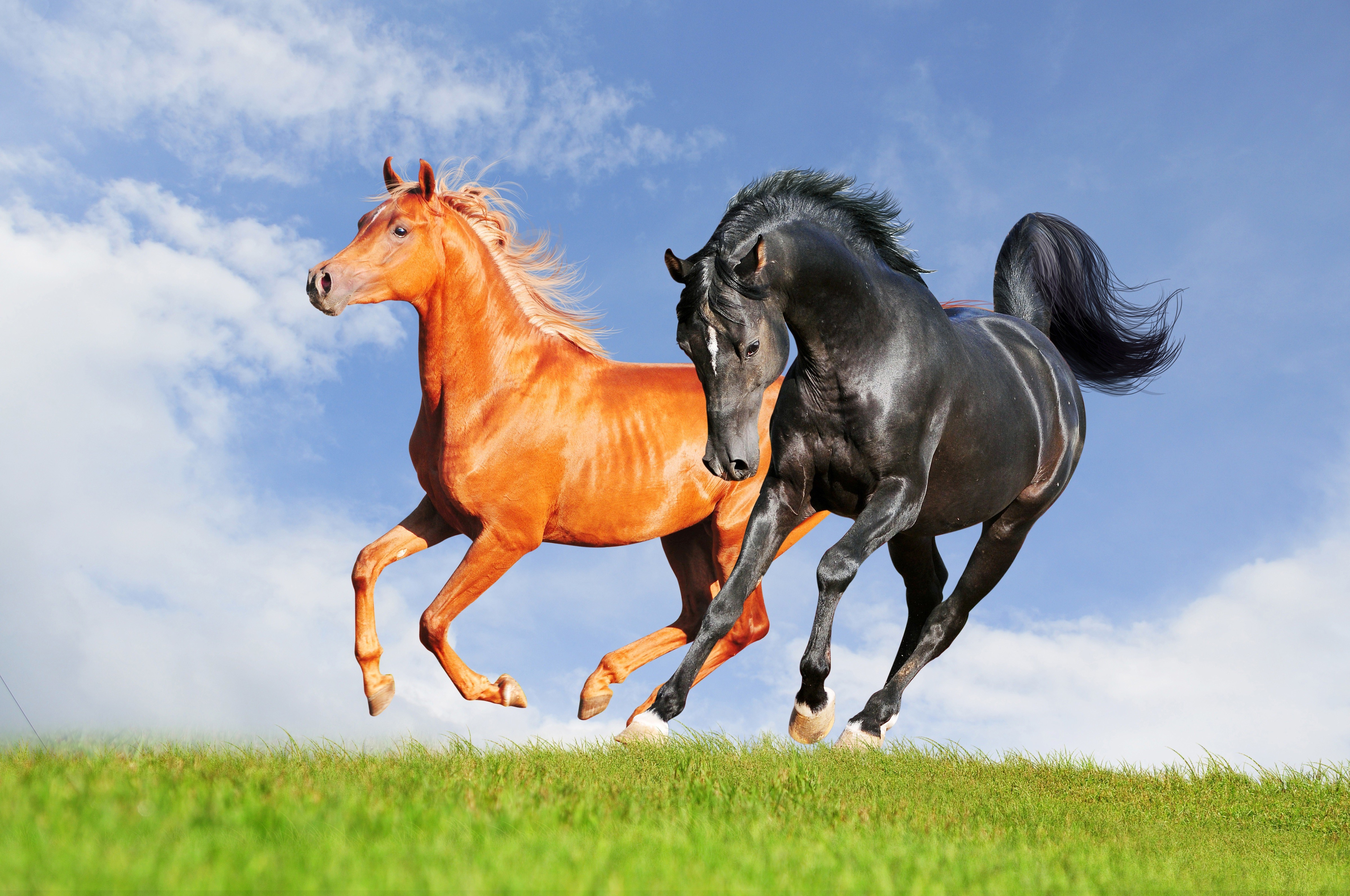 Two horses running on a grassy field HD Wallpaper