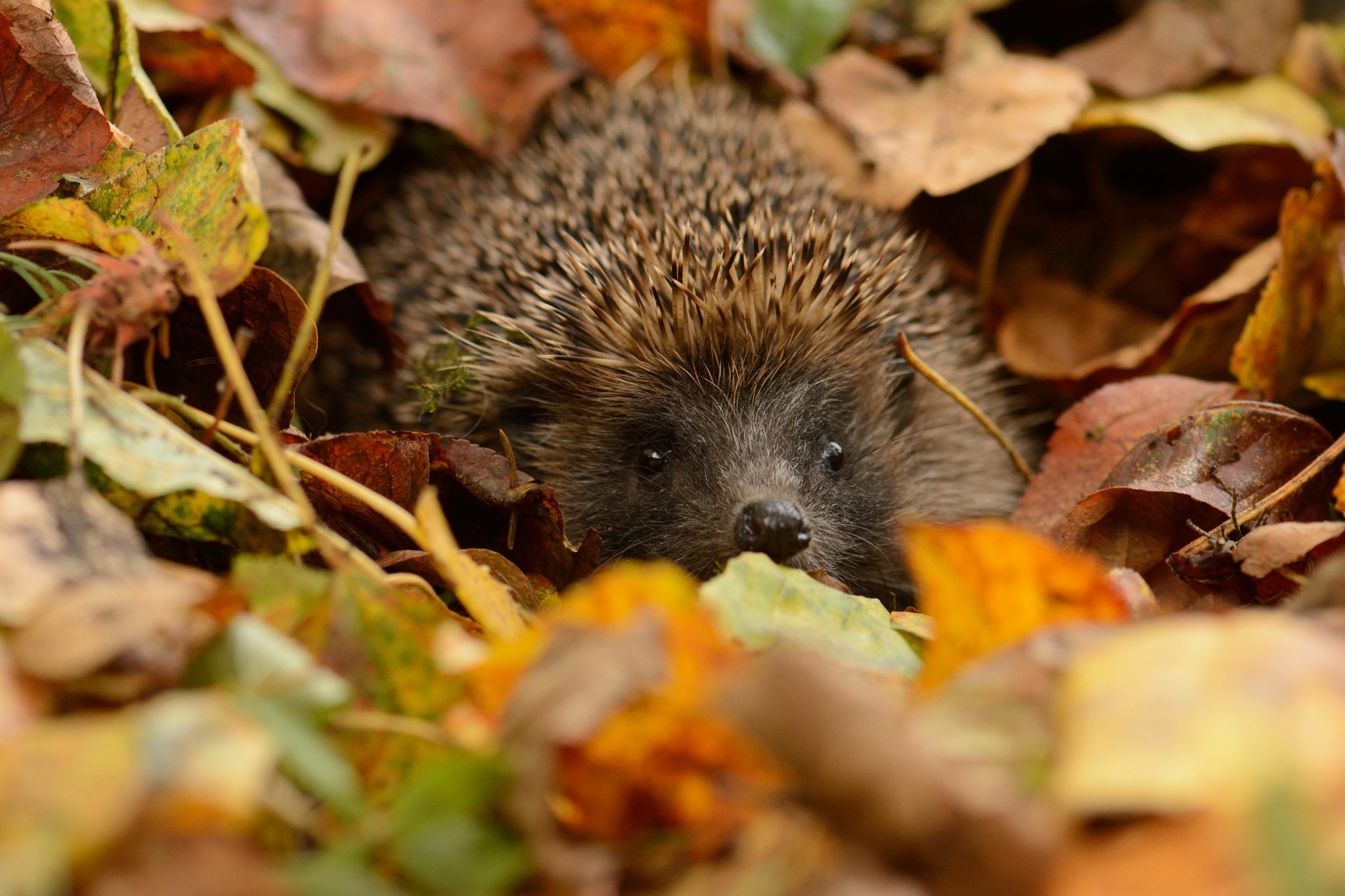 Hedgehog Nestled Among Autumn Leaves HD Wallpaper