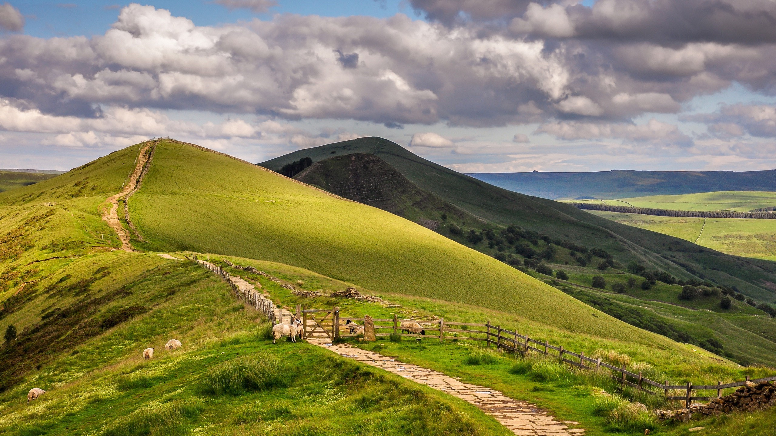 Sheep on a path in the Peak District, England HD Wallpaper