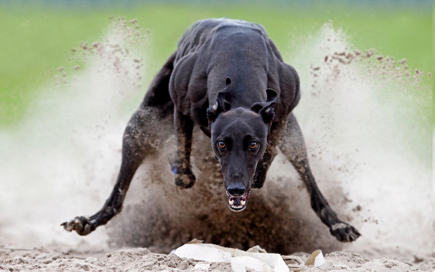 Black Greyhound running and kicking up dirt HD Wallpaper